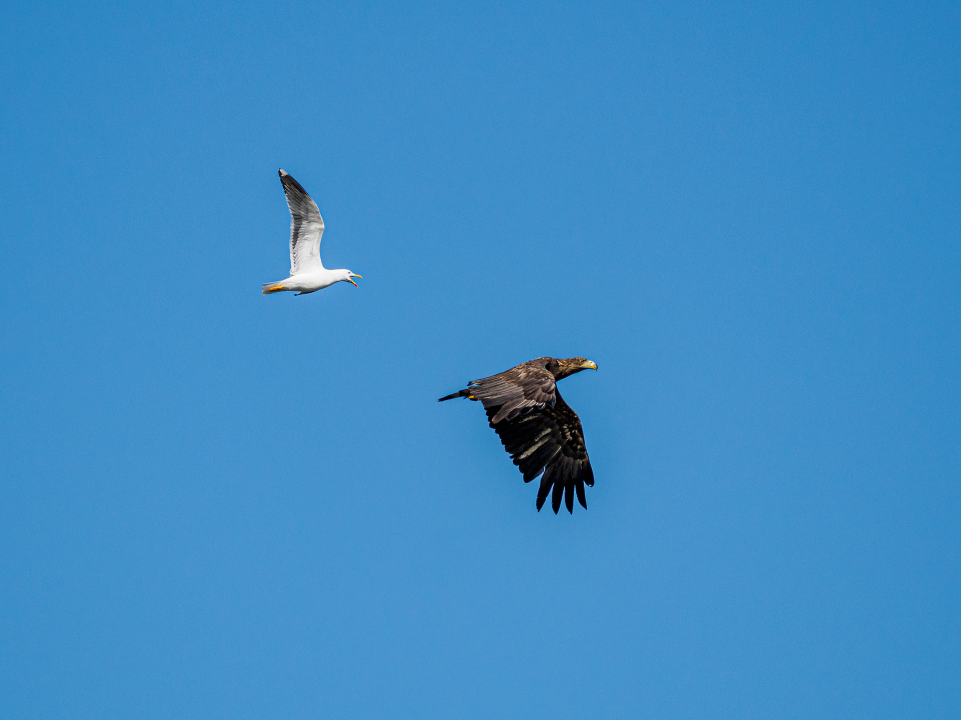 Möwe und Seeadler