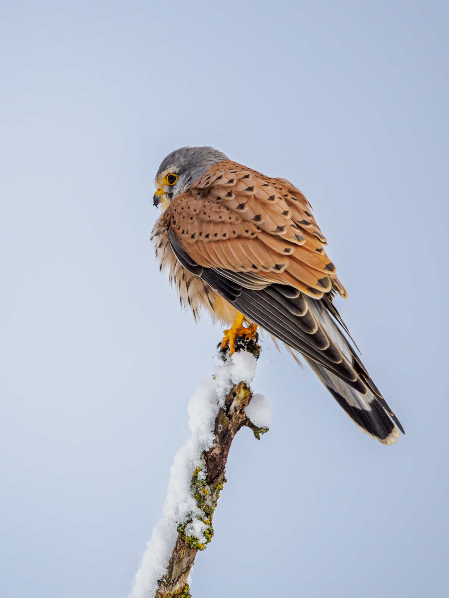 Turmfalke