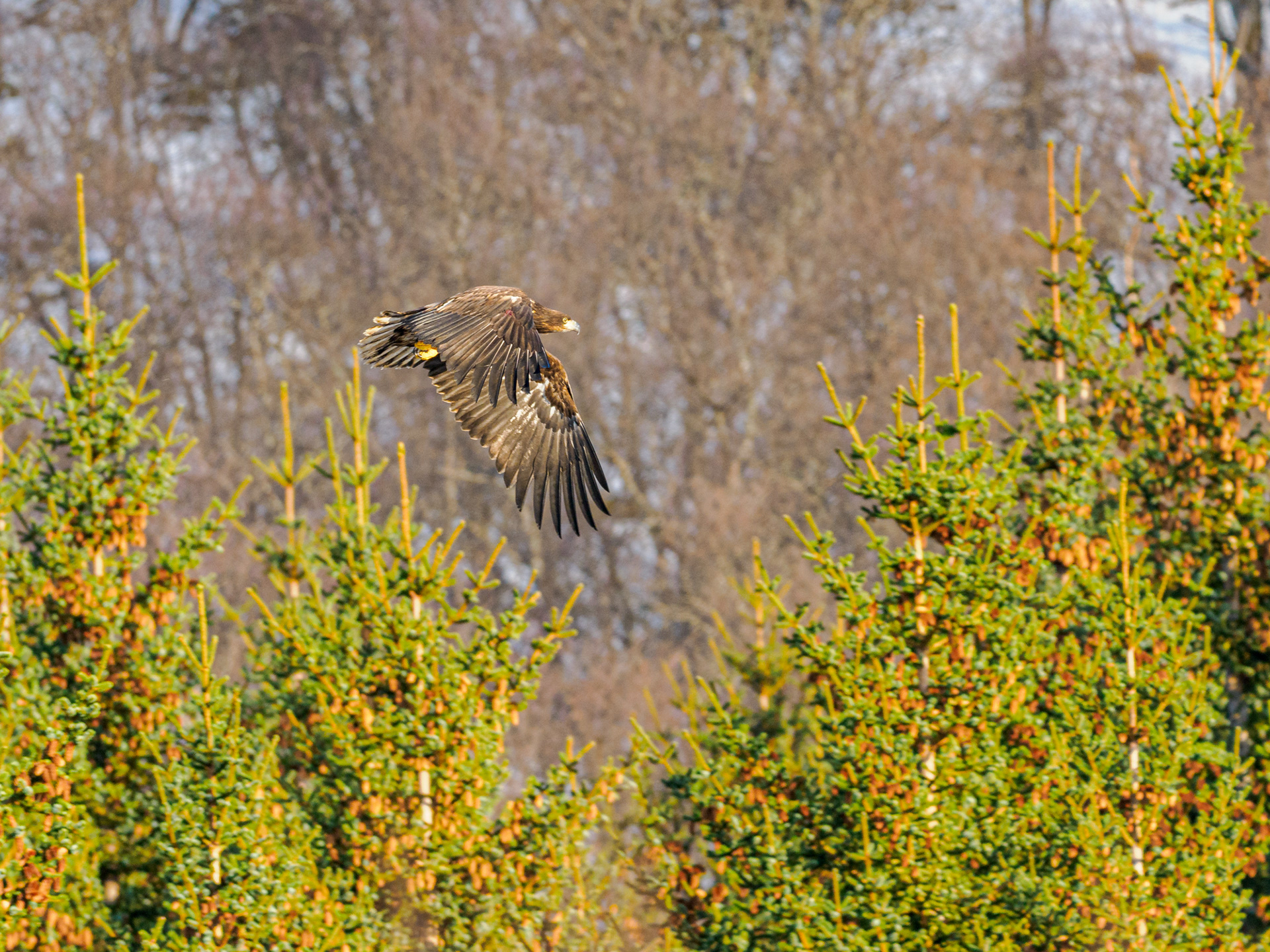 Seeadler