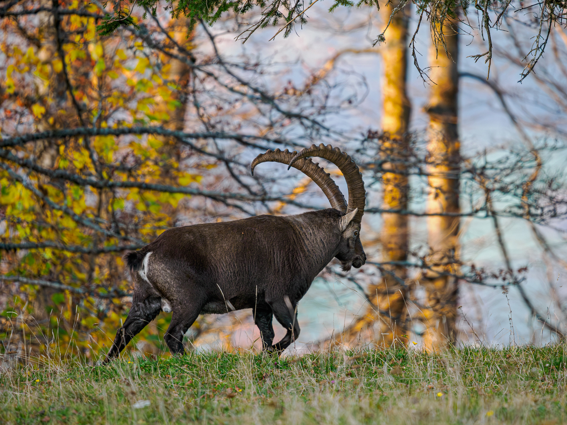 Steinbock