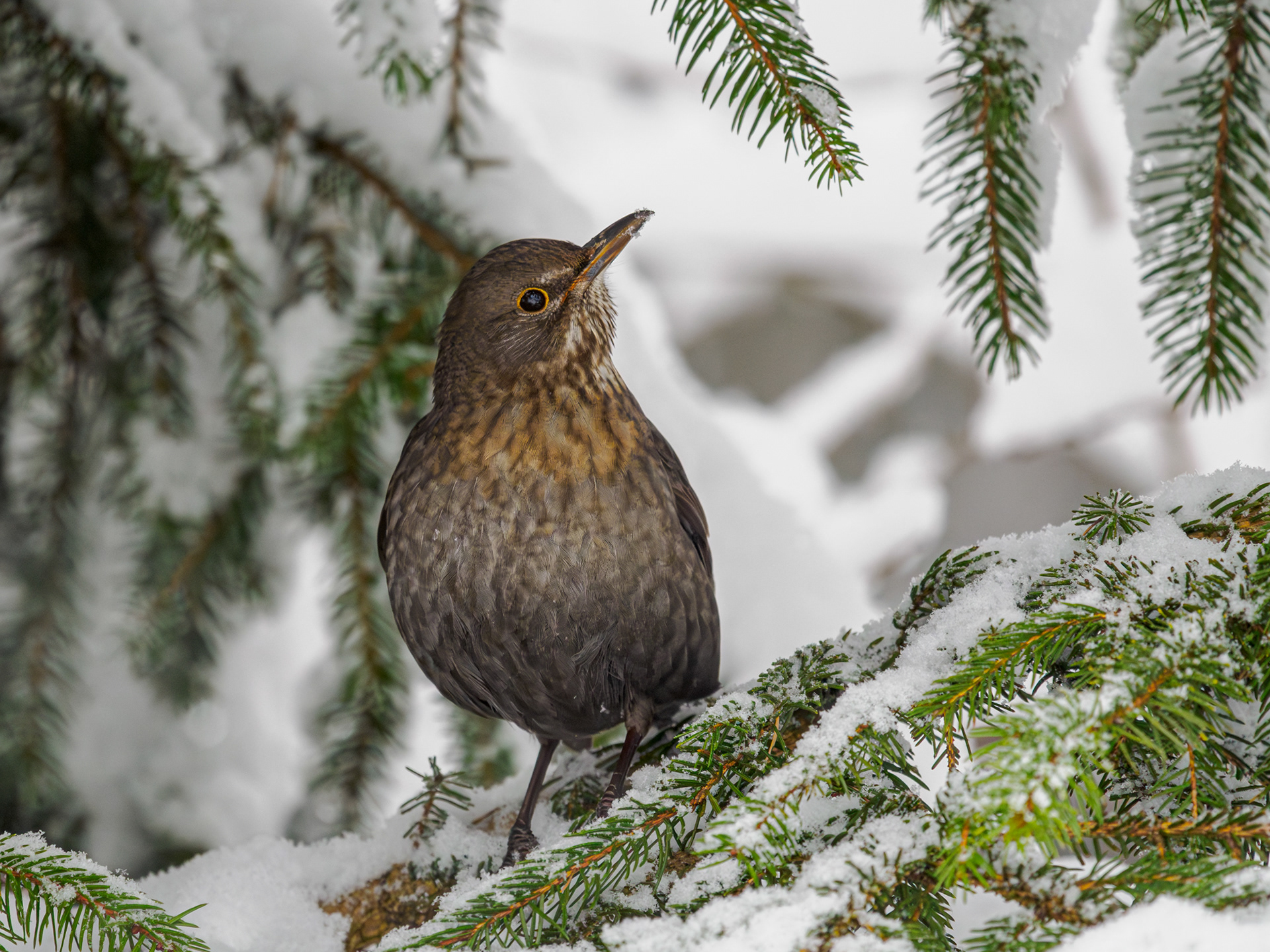 Amsel