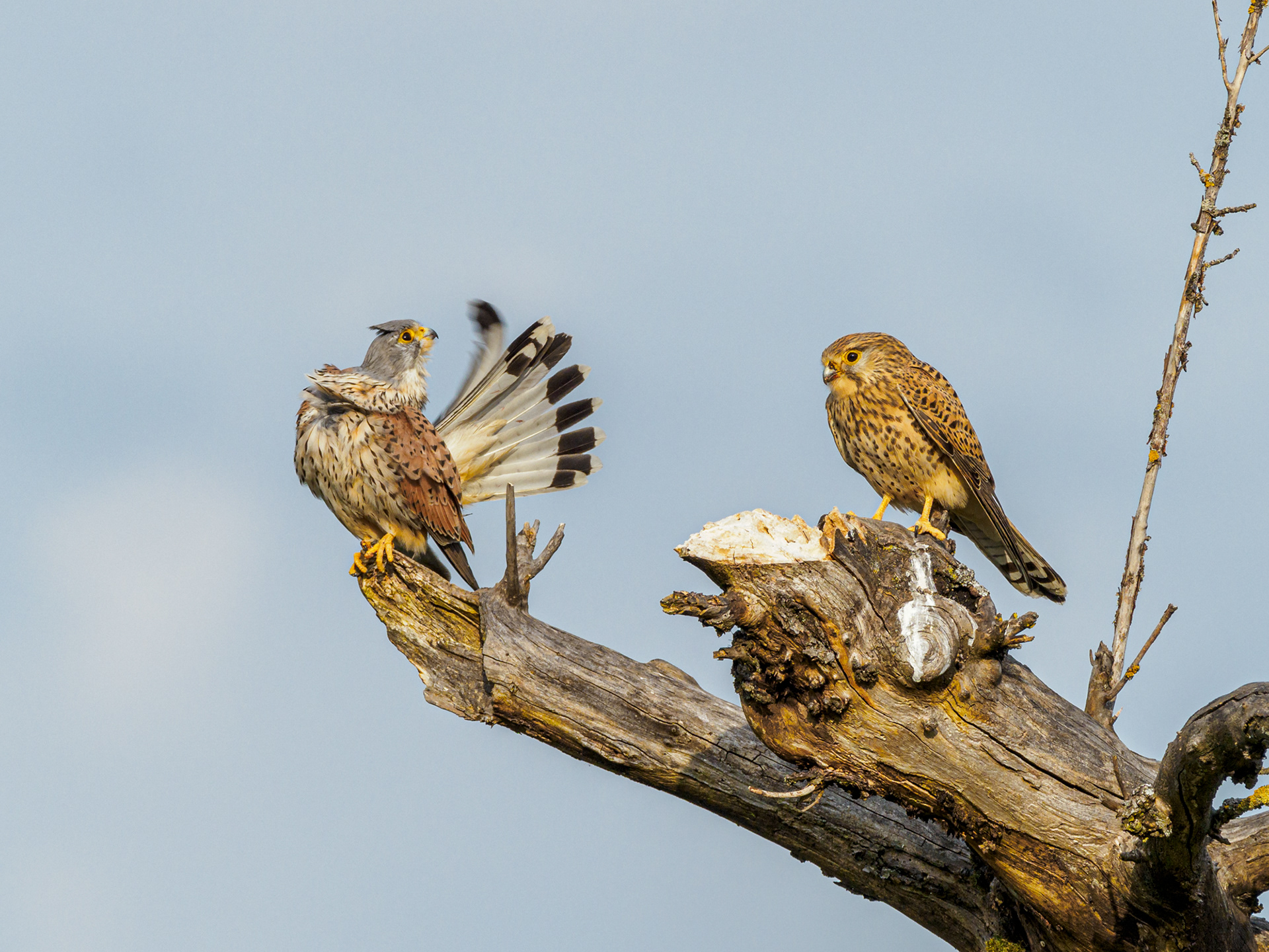 Turmfalke