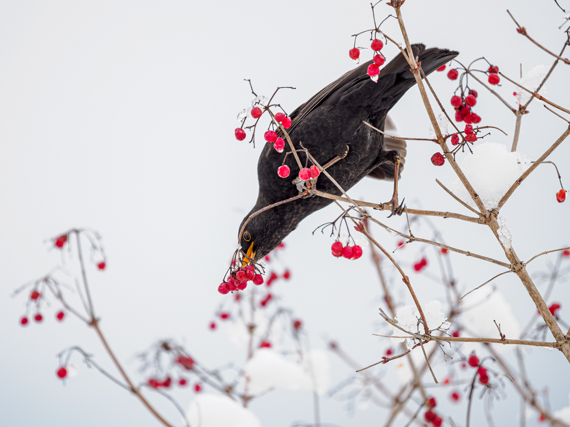 Amsel