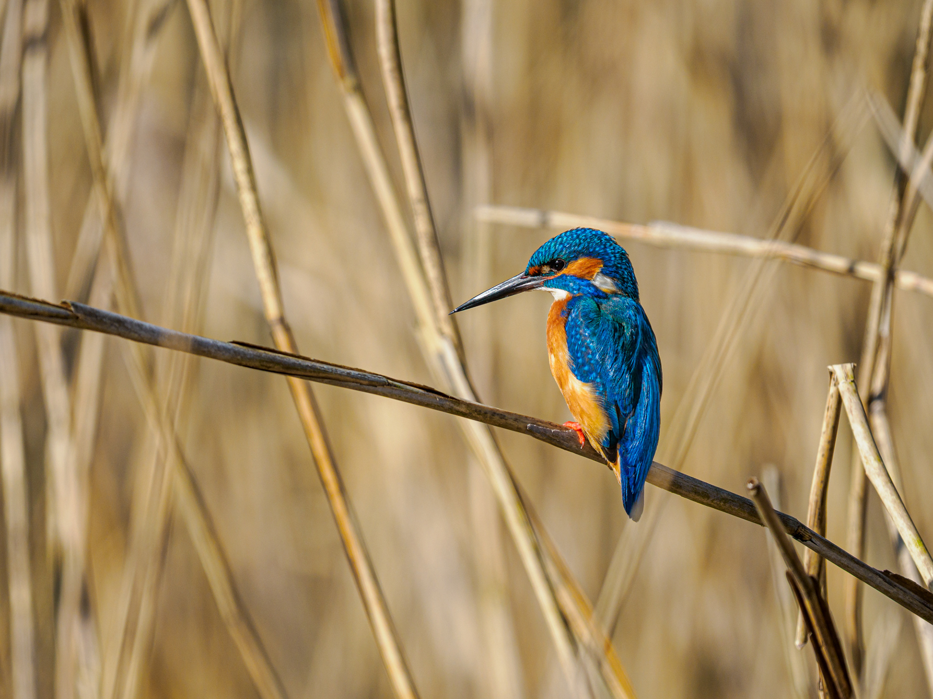 Eisvogel