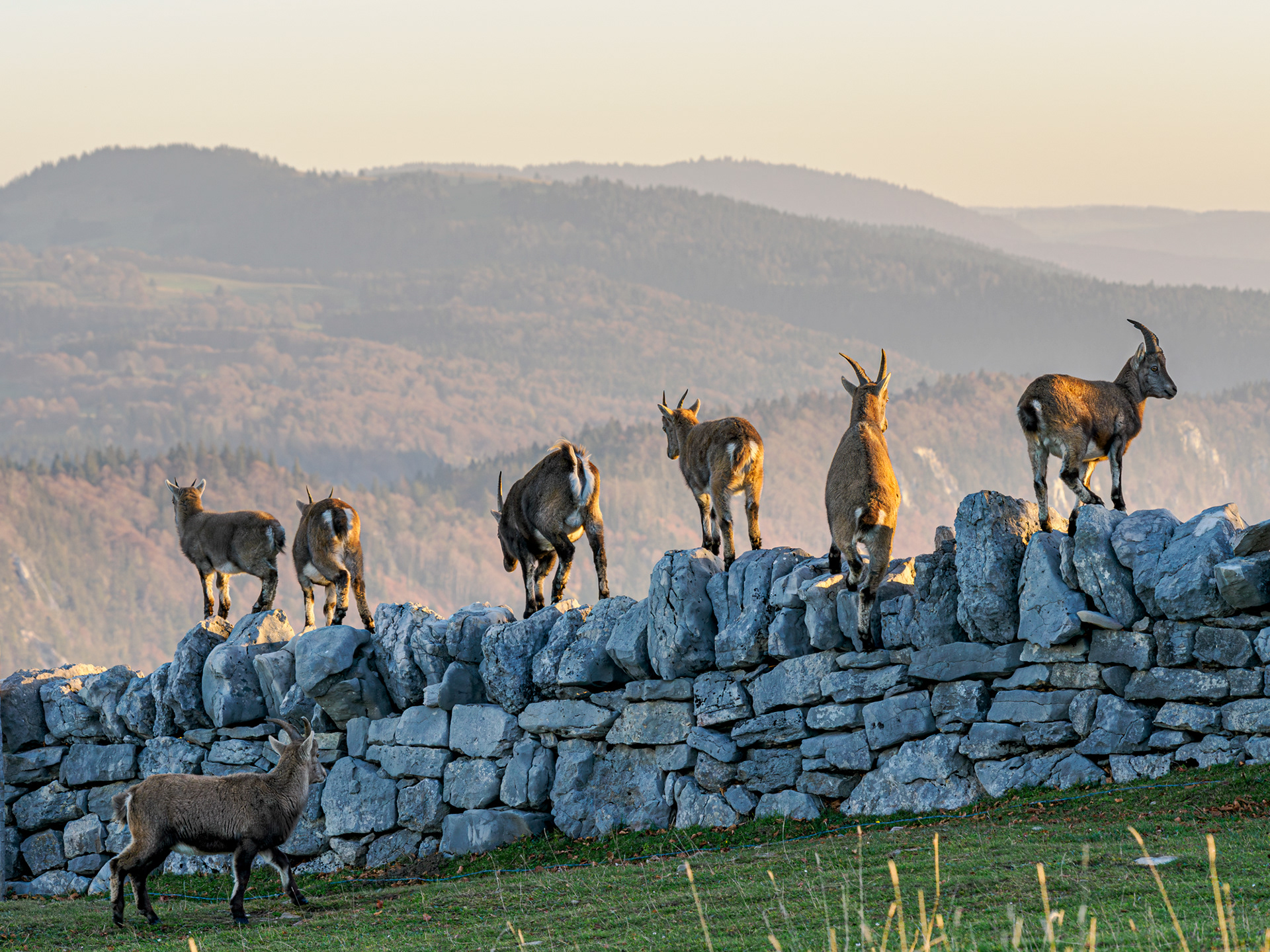 Steinbock