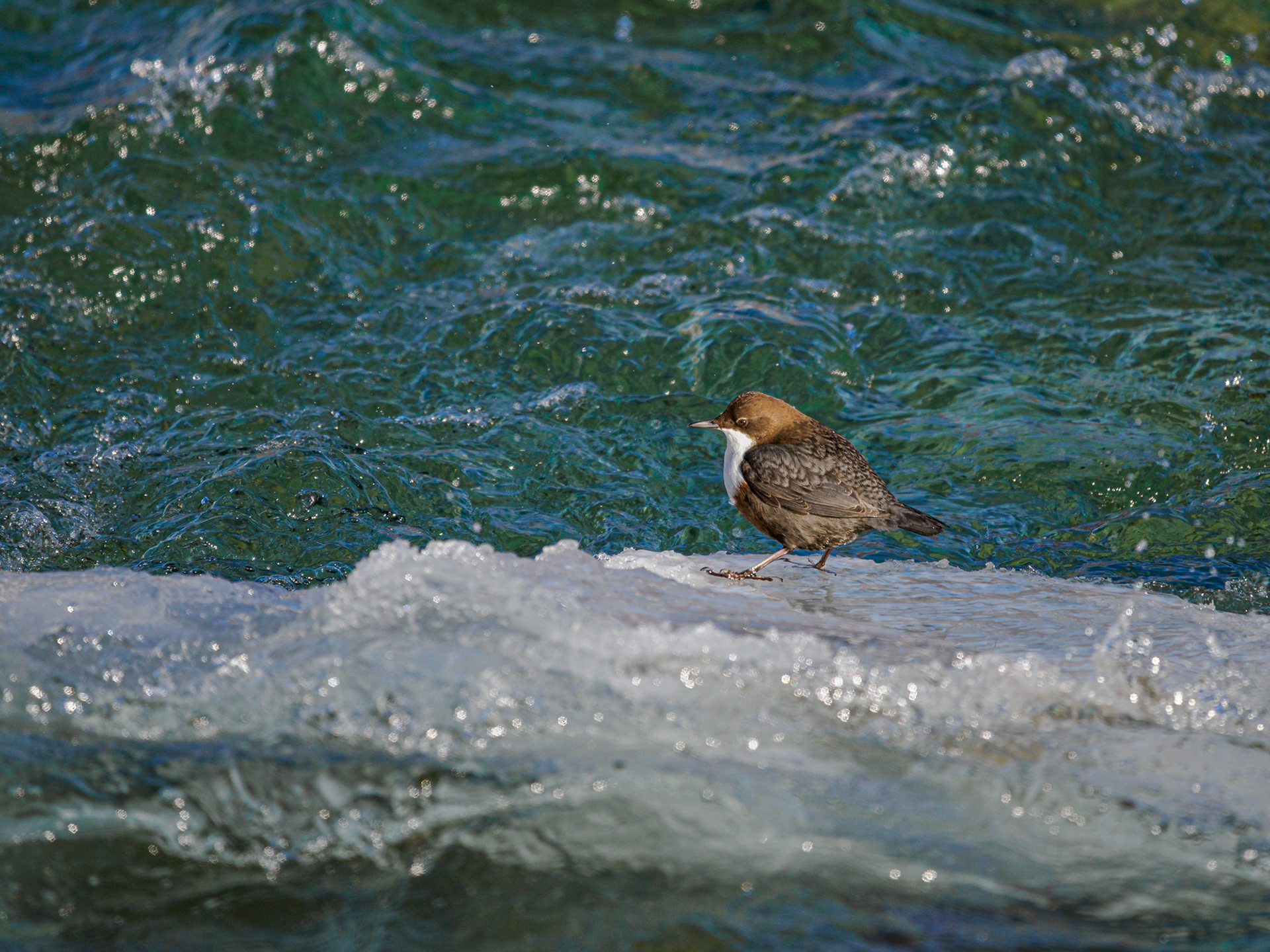Wasseramsel