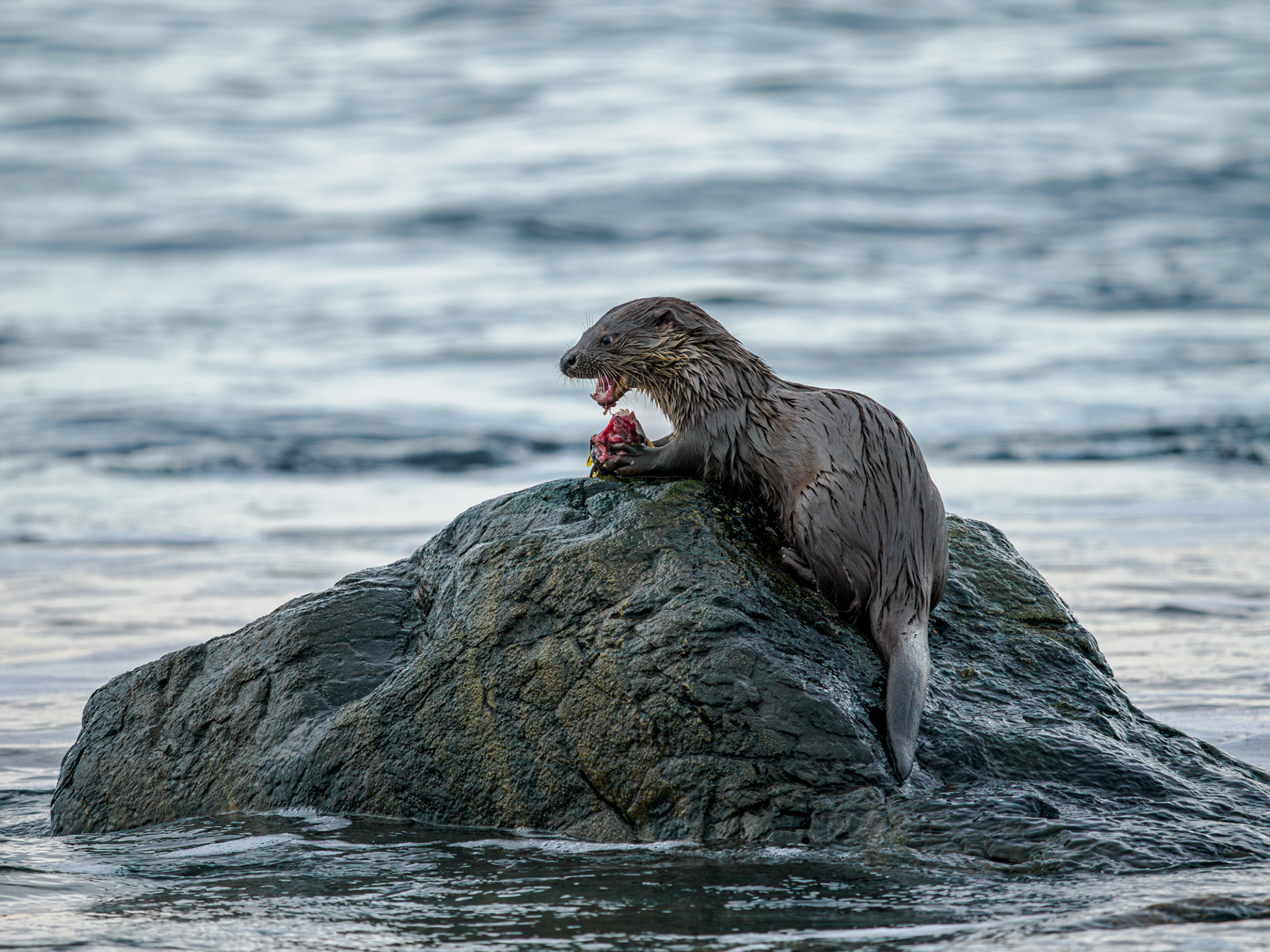 Otter