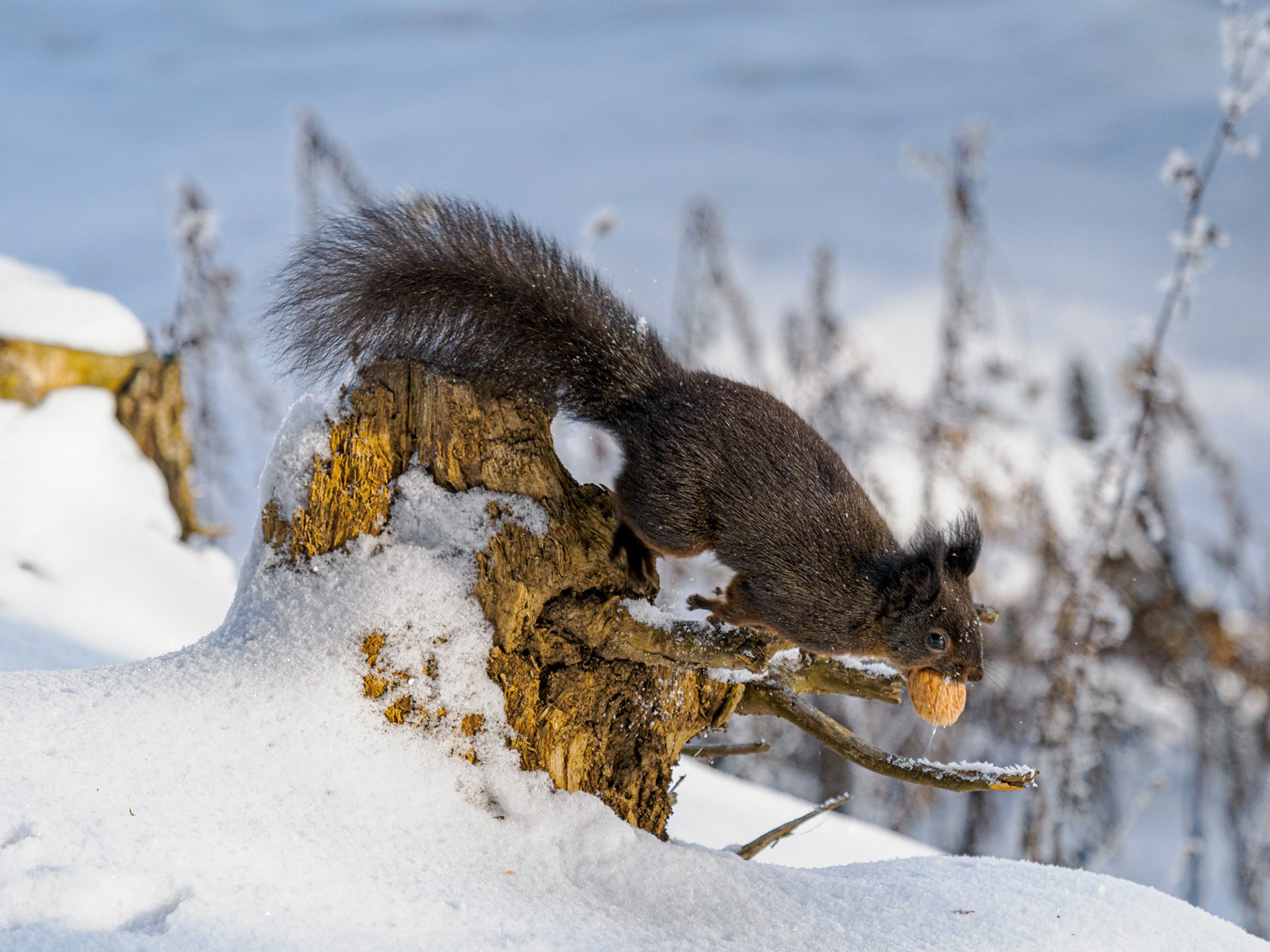 Eichhörnchen