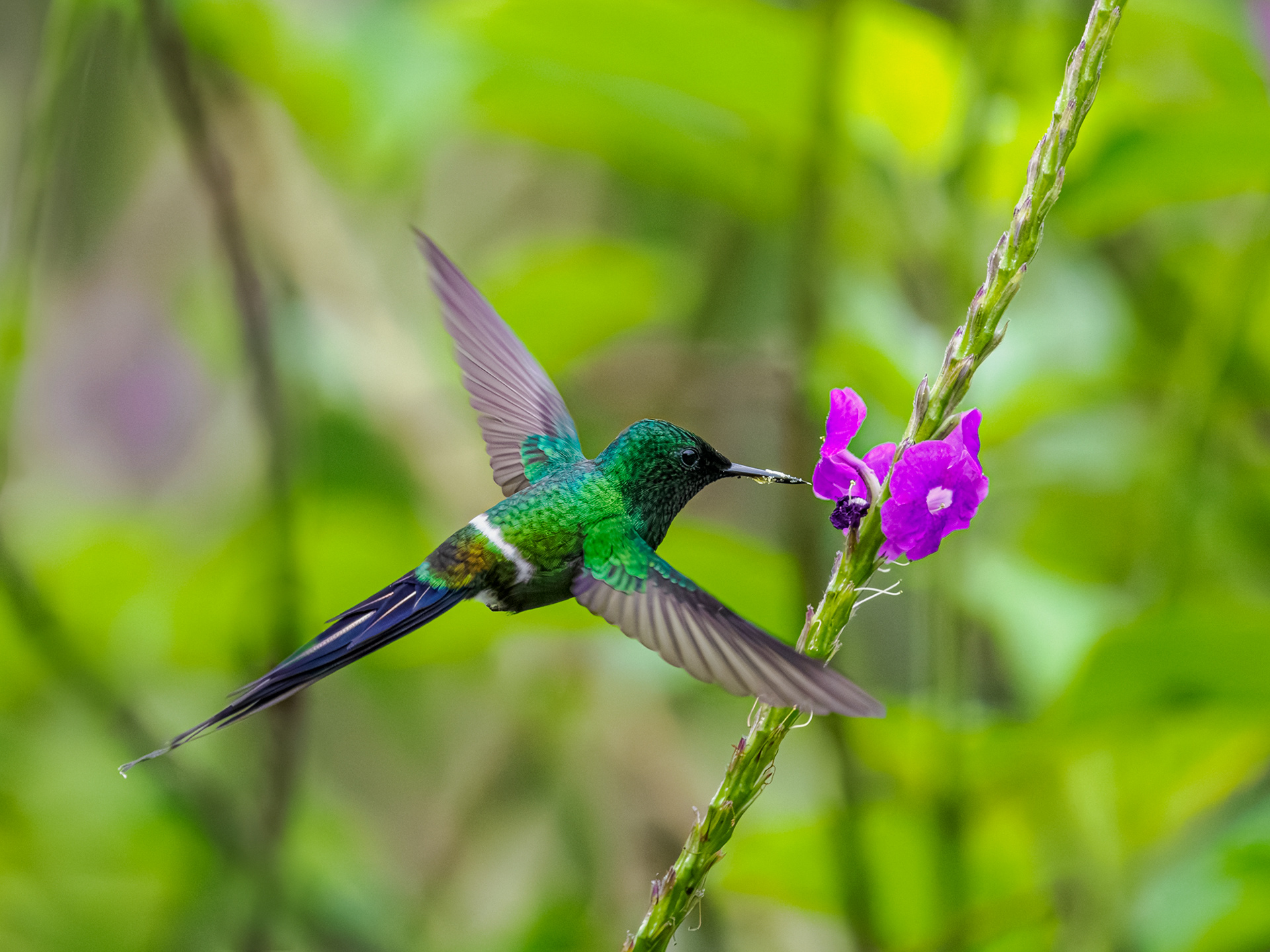 Kolibri