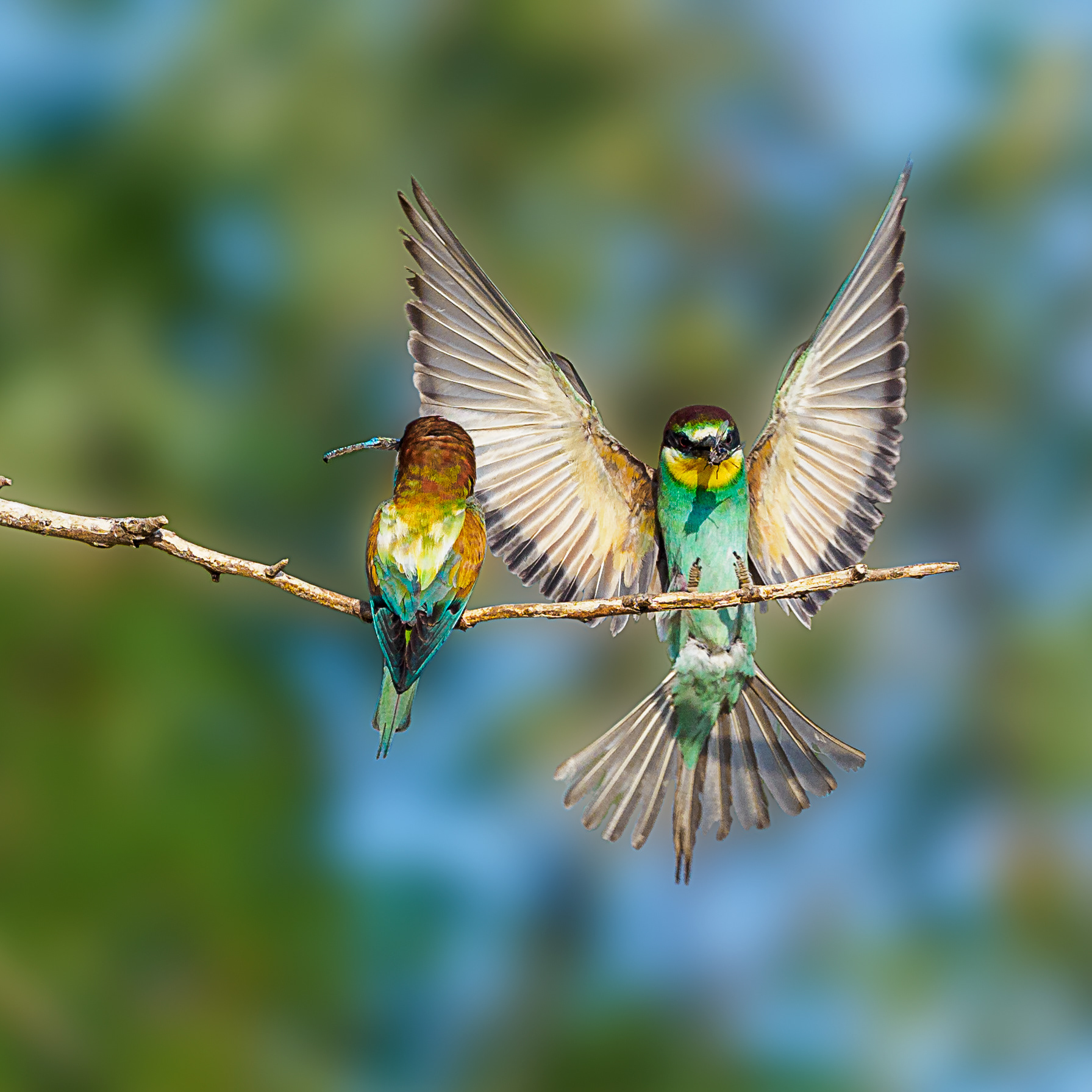 Bienenfresser