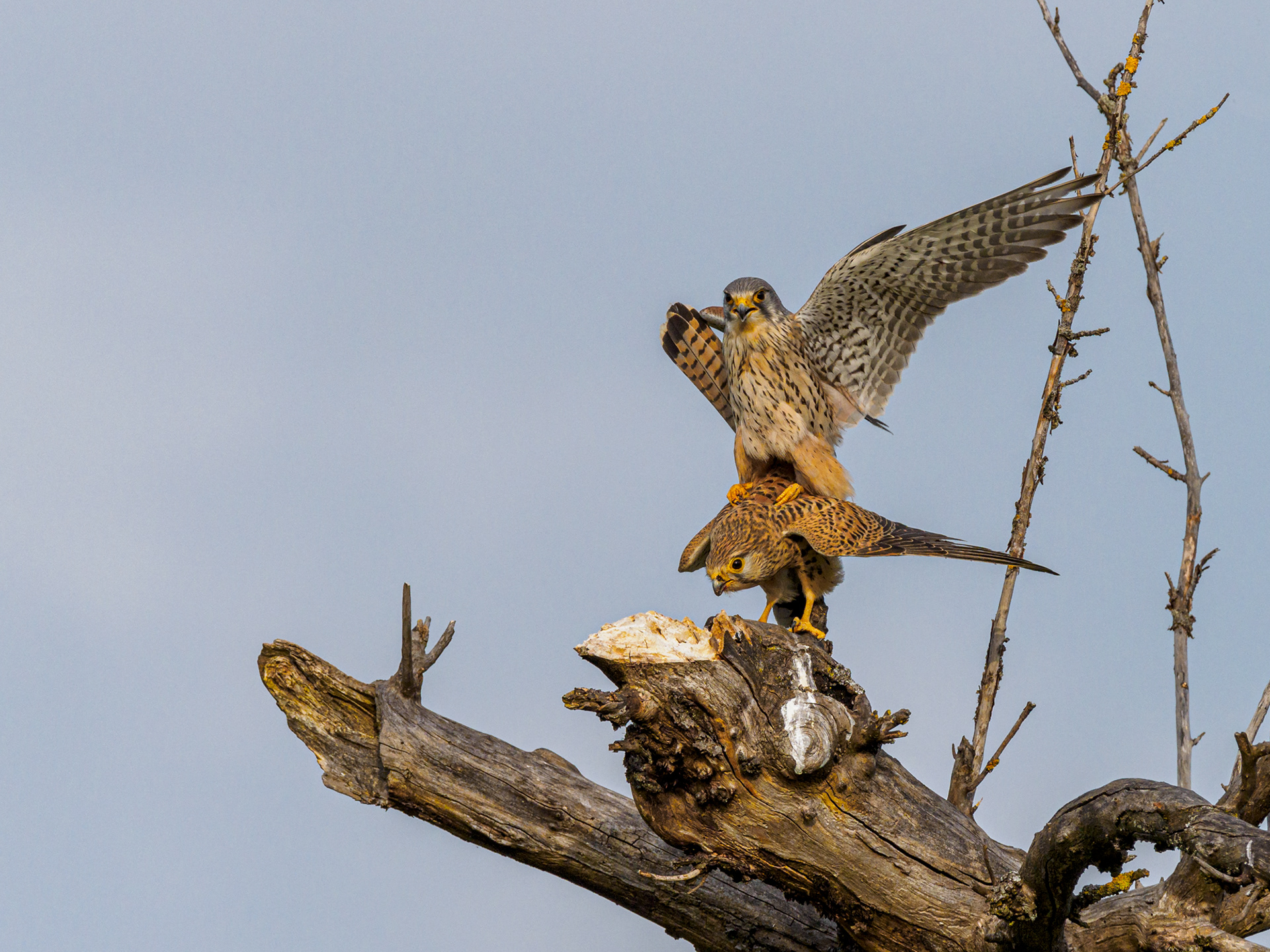 Turmfalke