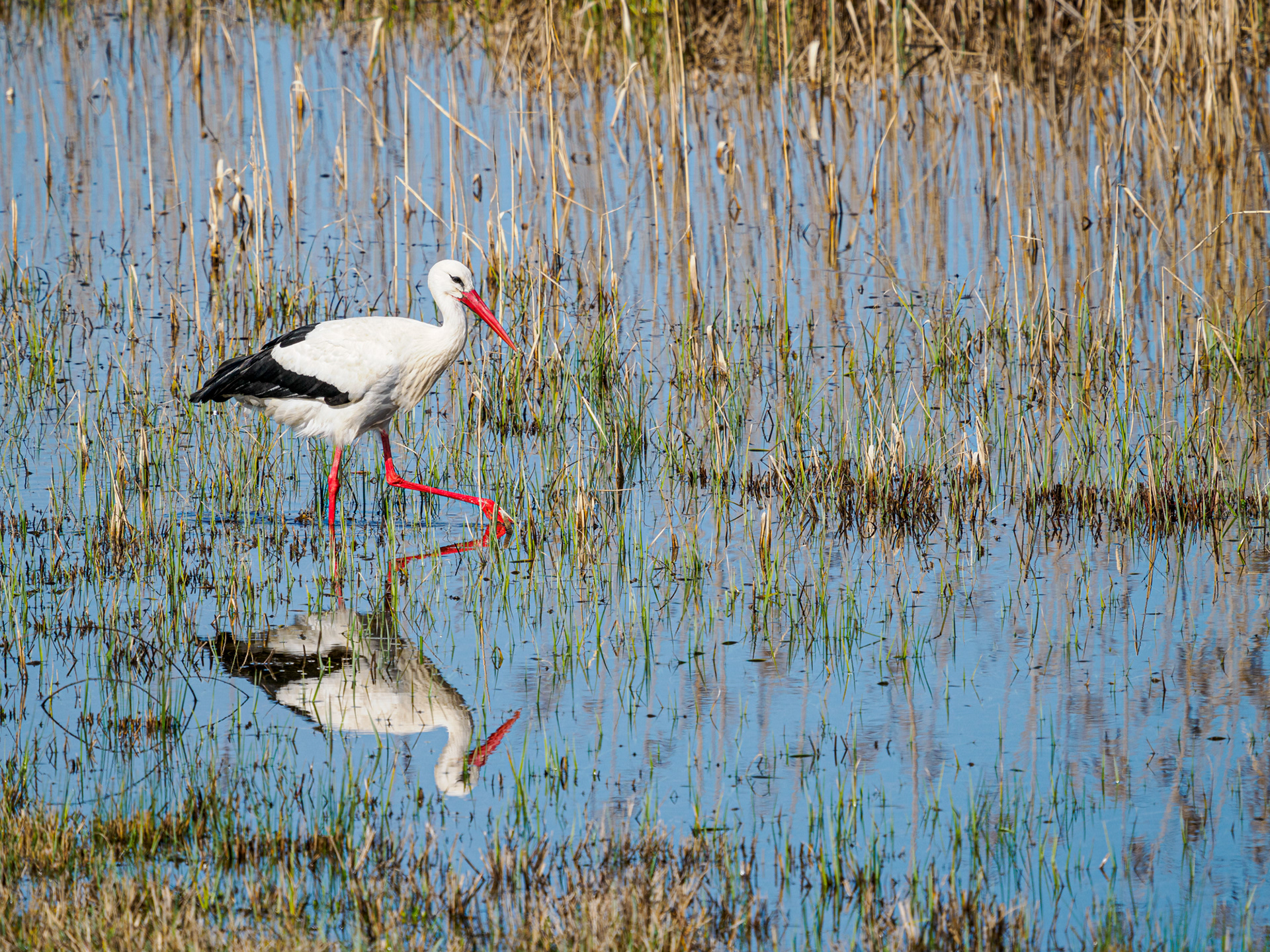 Weissstorch