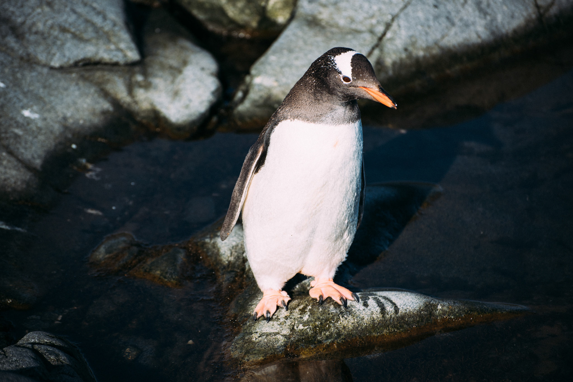 500px Photo ID: 201616087 -