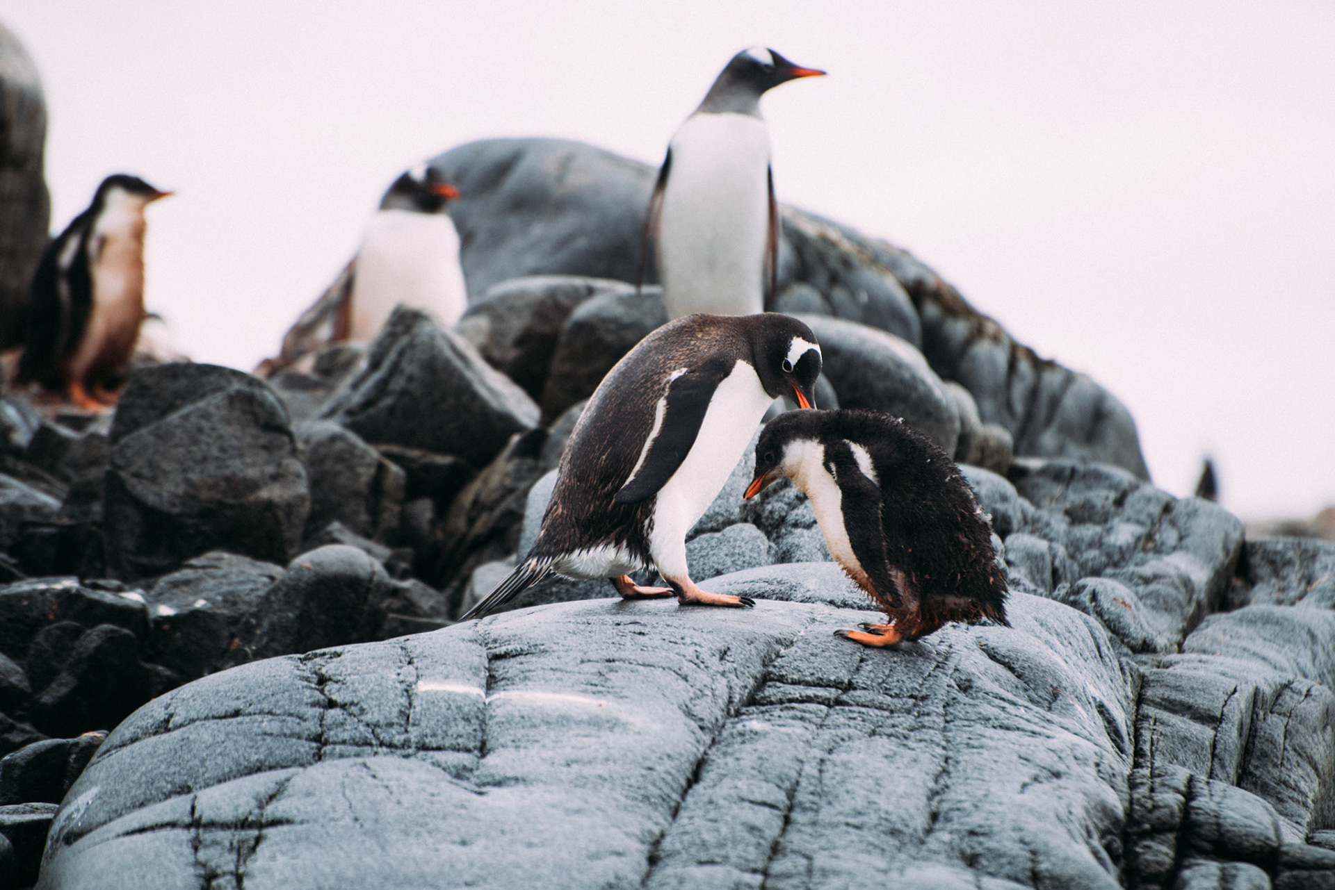 500px Photo ID: 201537407 -