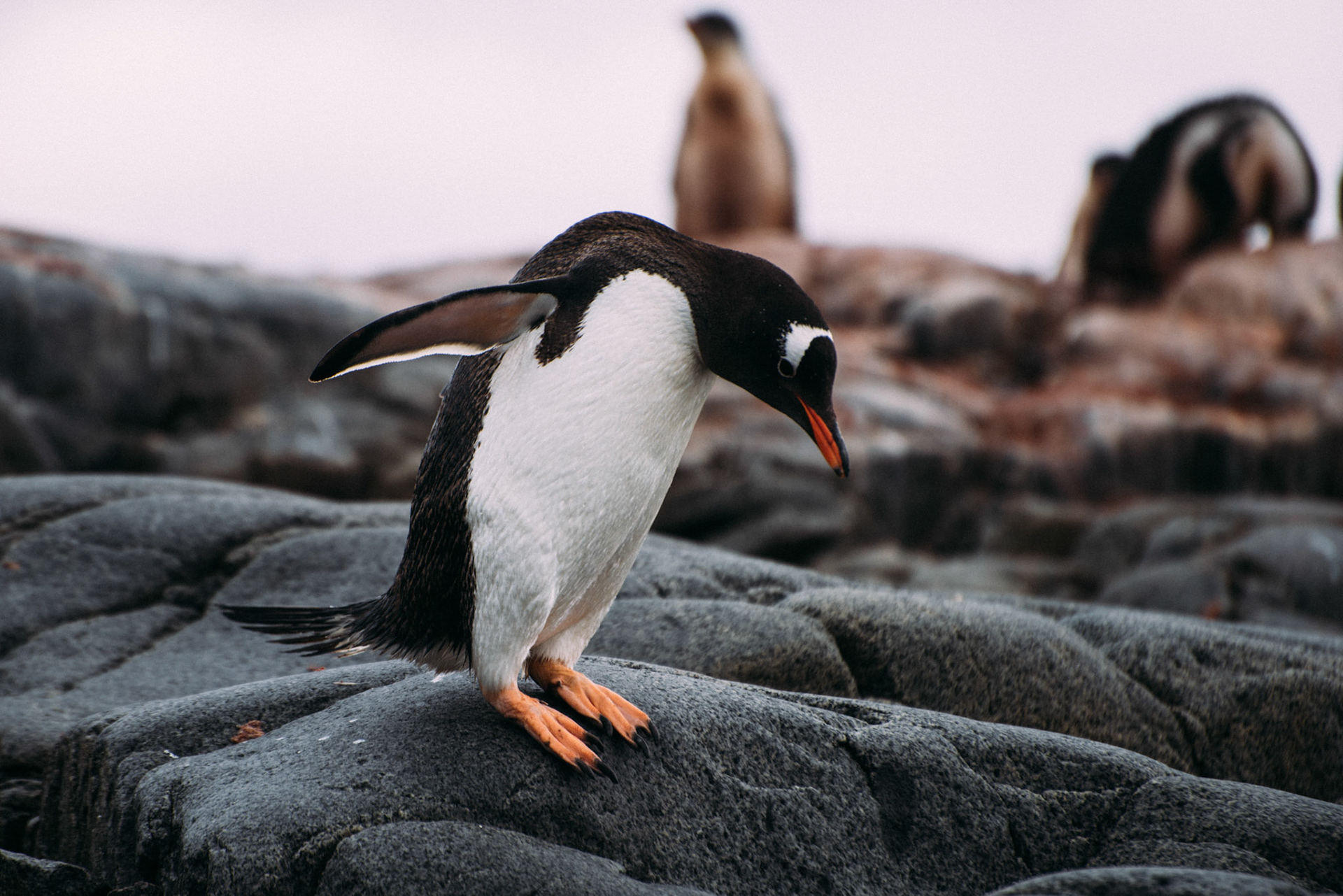 500px Photo ID: 201539087 -