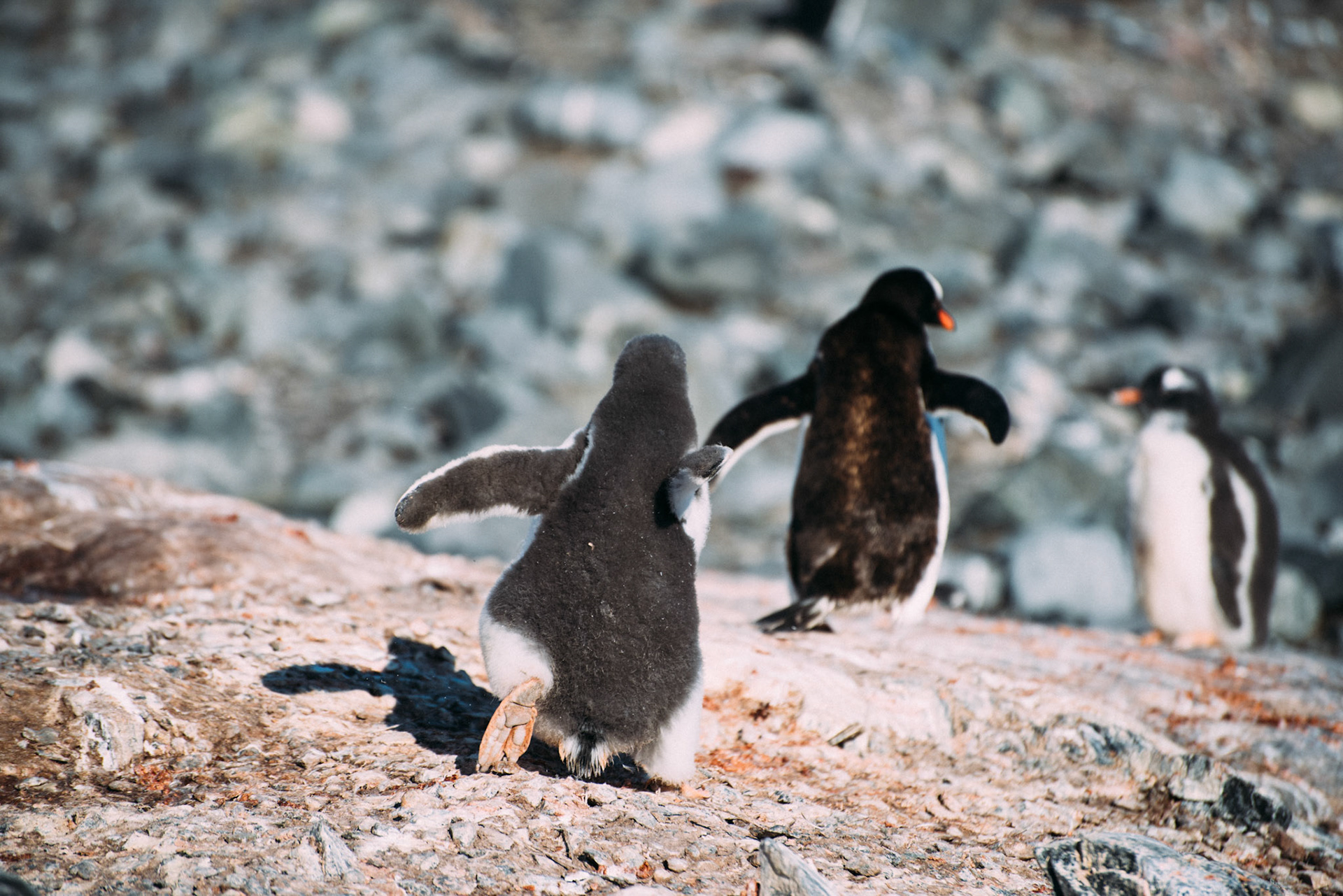 500px Photo ID: 201619885 -