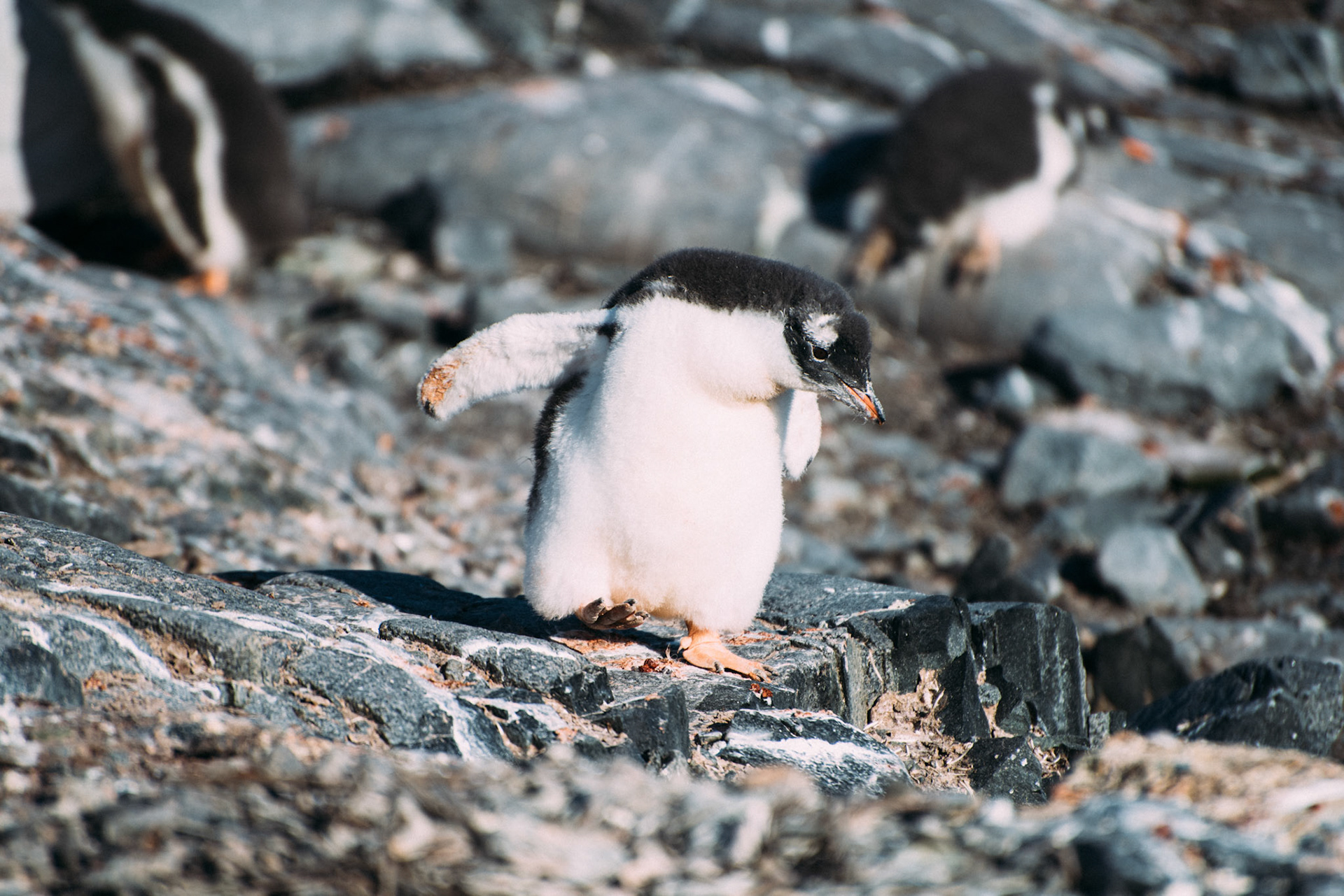 500px Photo ID: 201620459 -