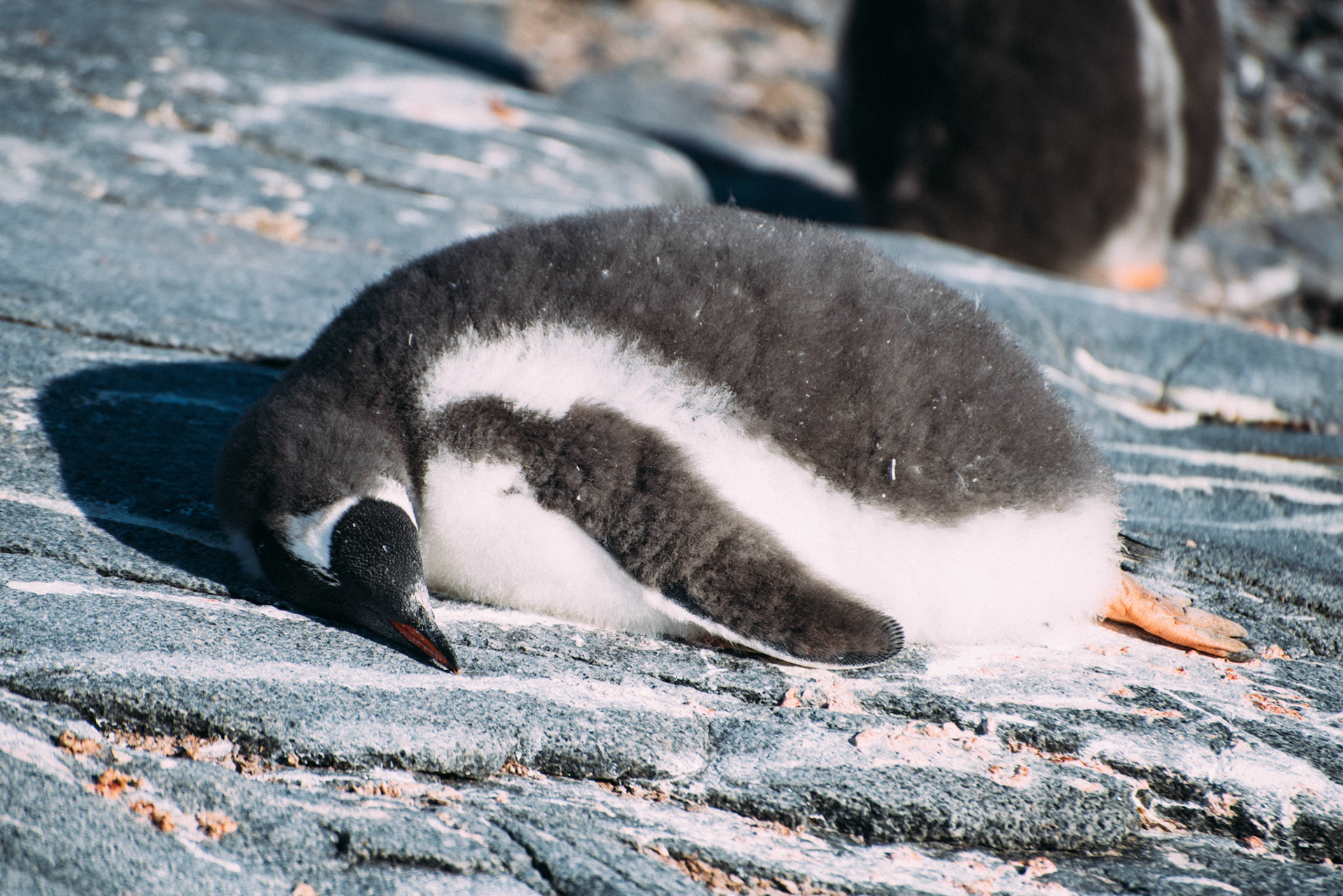 500px Photo ID: 201619293 -