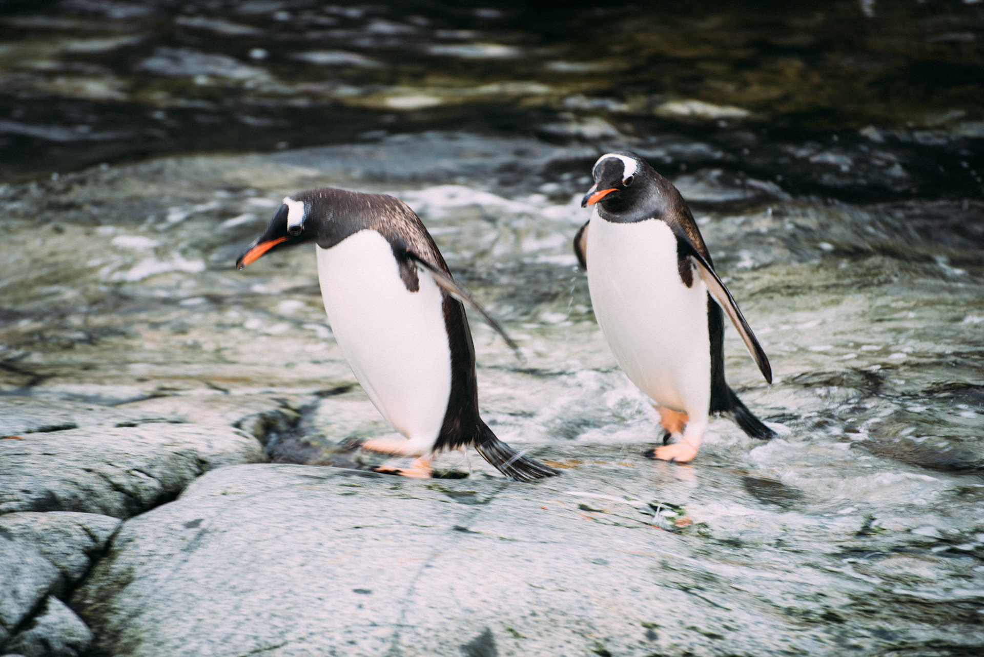 500px Photo ID: 201601345 -