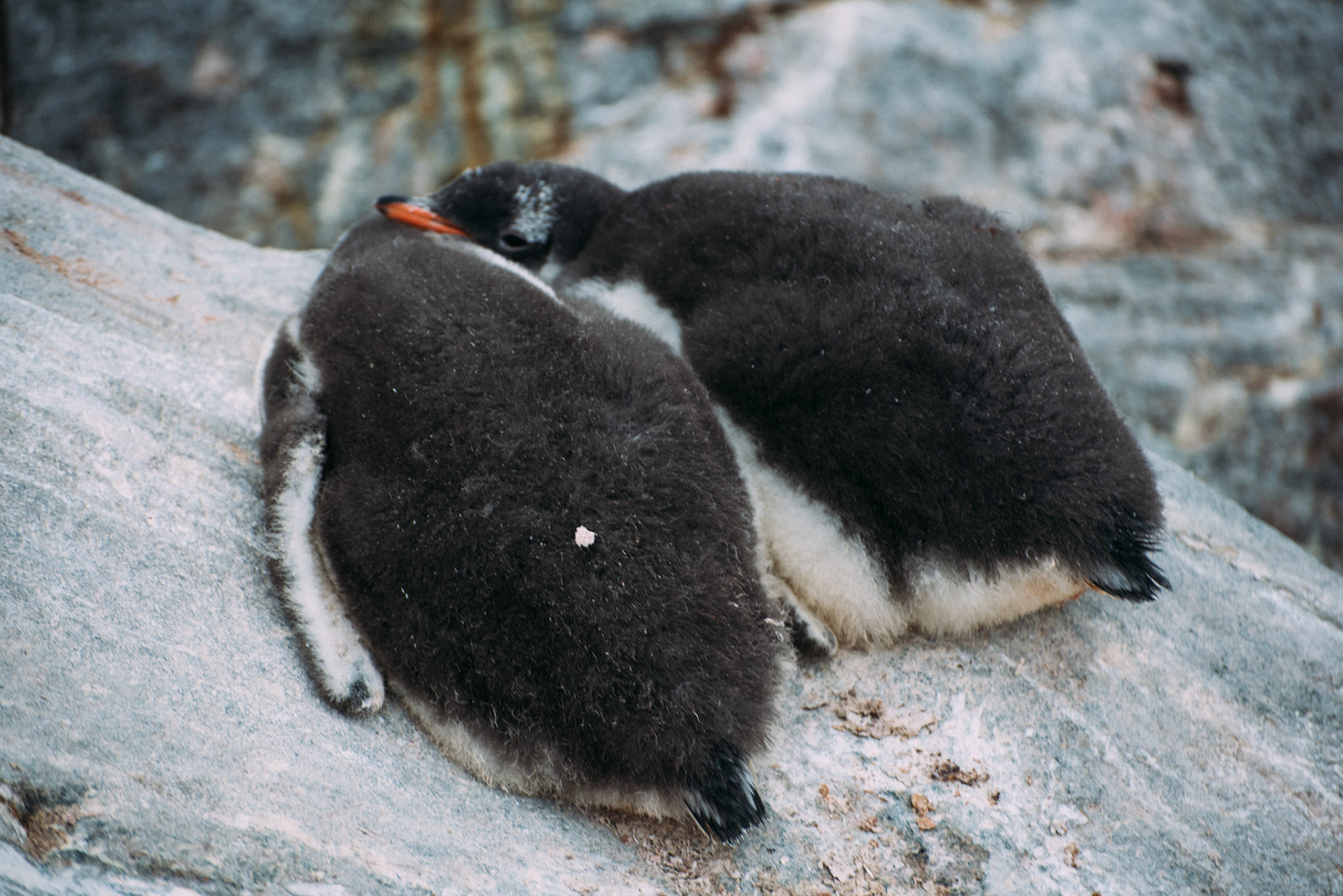 500px Photo ID: 201589481 -