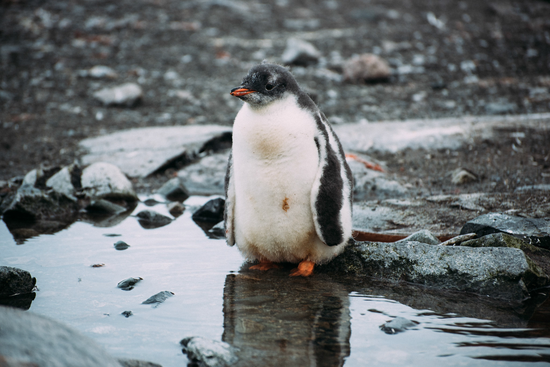 500px Photo ID: 201600309 -