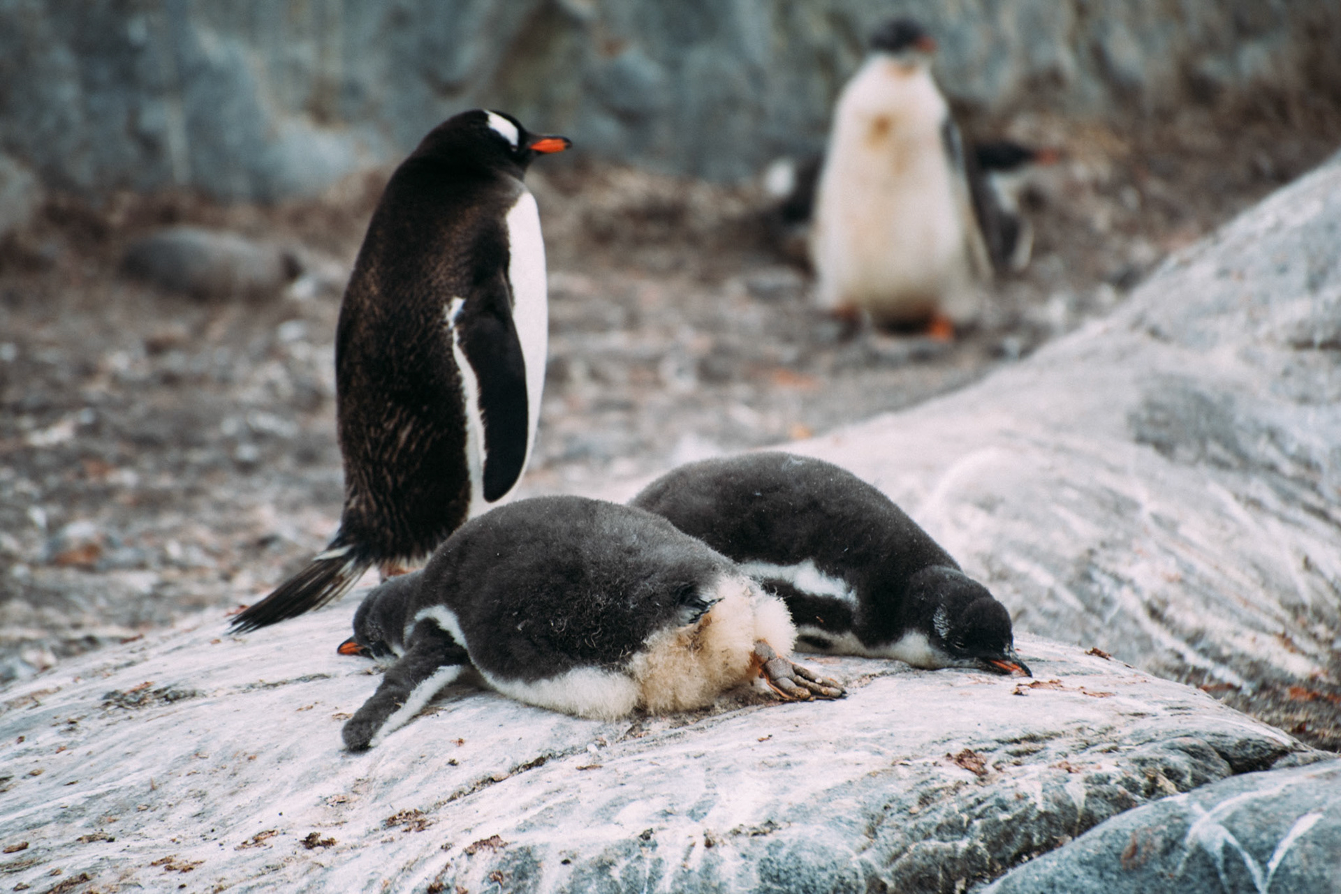 500px Photo ID: 201600865 -