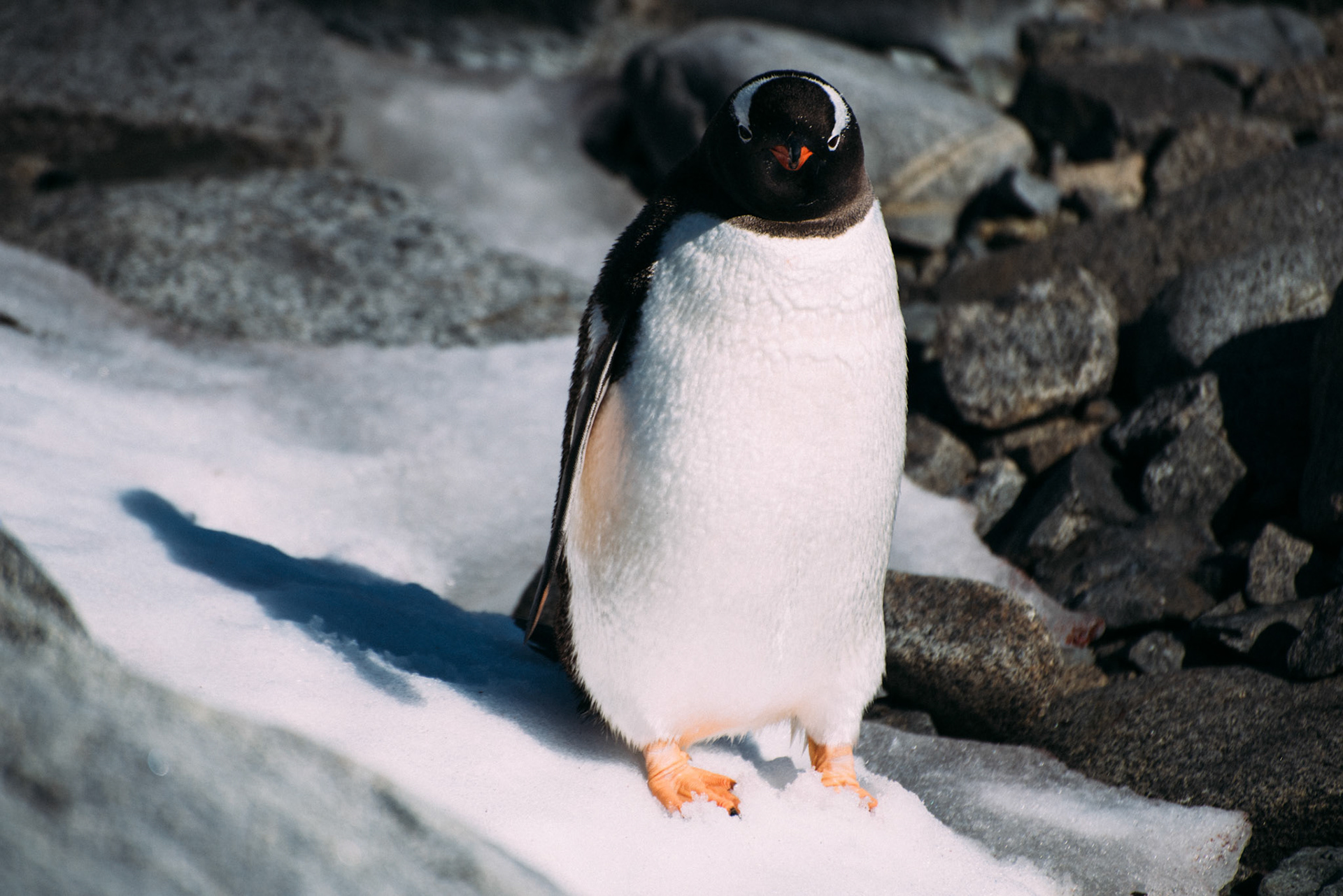 500px Photo ID: 201627021 -