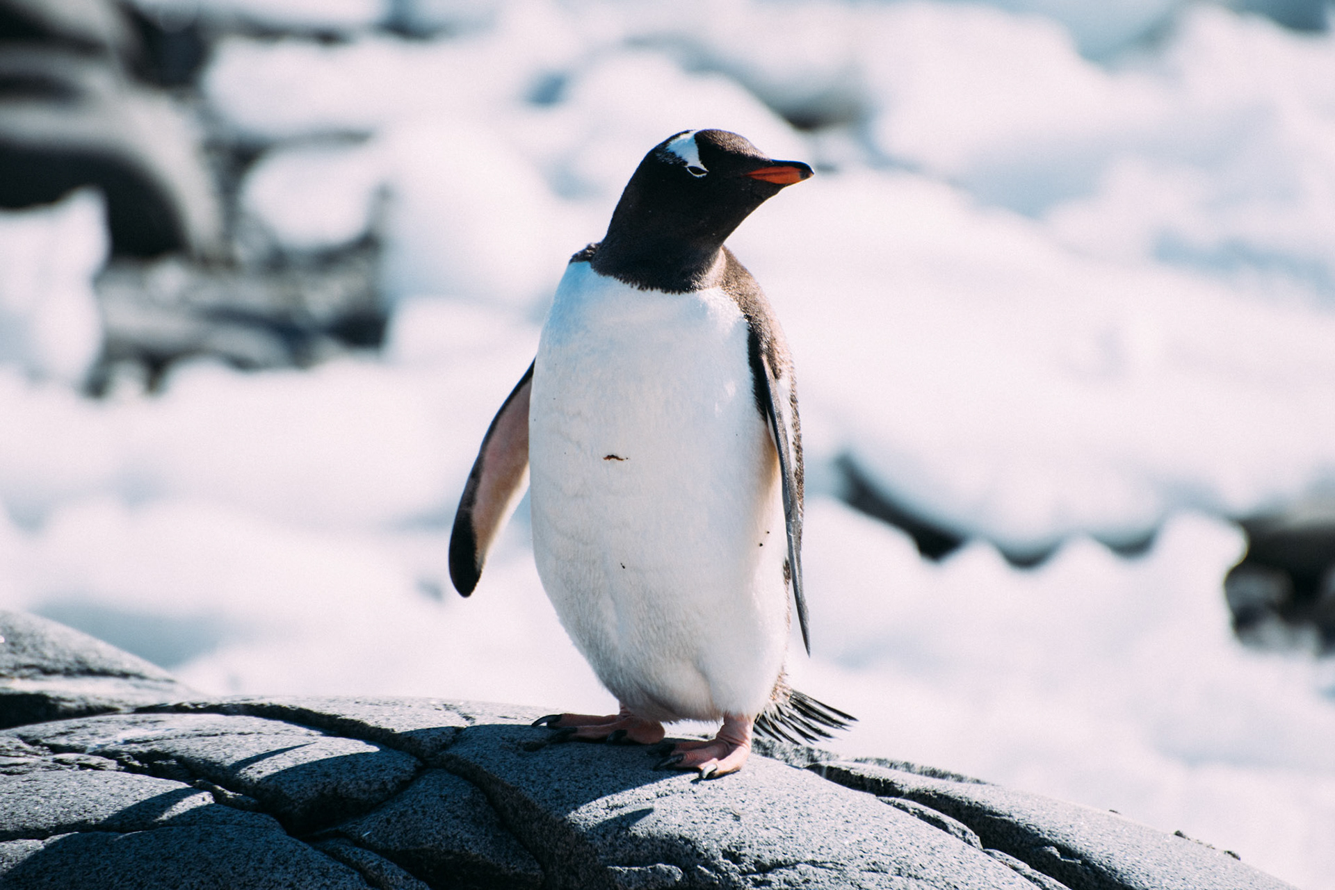 500px Photo ID: 201630281 -