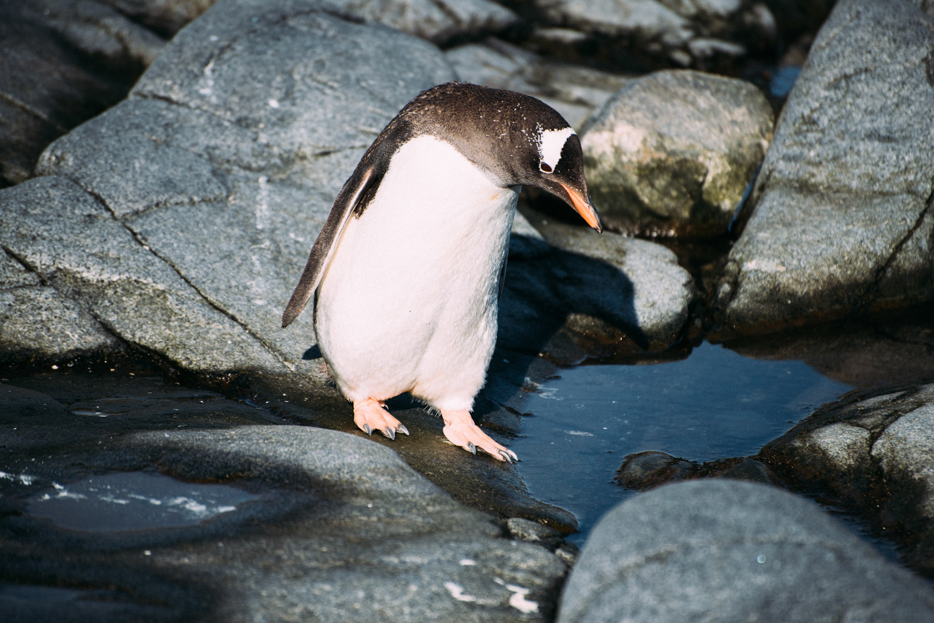 500px Photo ID: 201615121 -