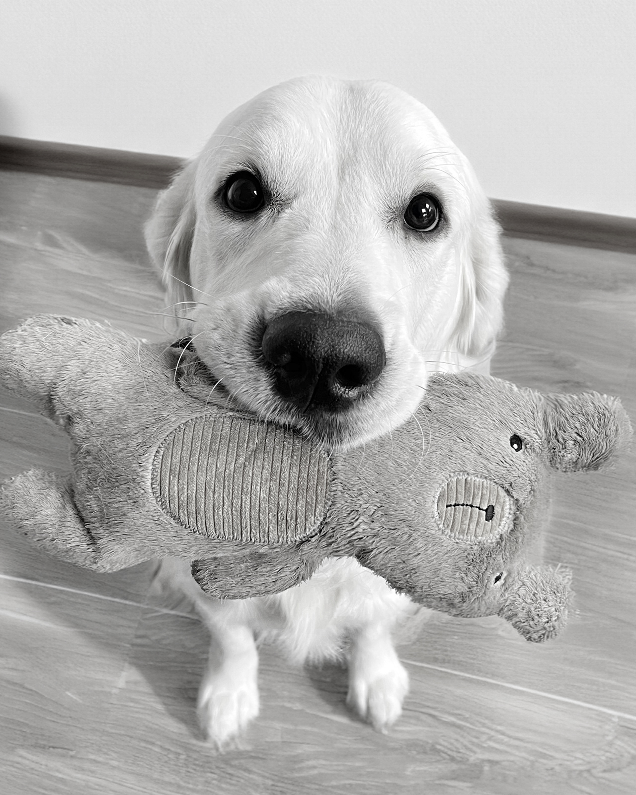 Monty | Feel-Good-Manager