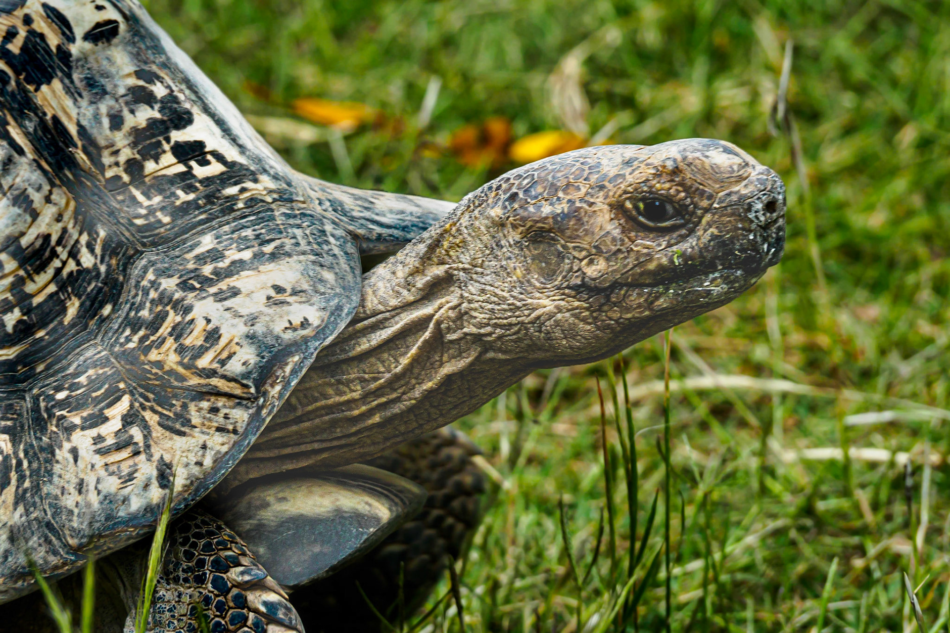 Tortise