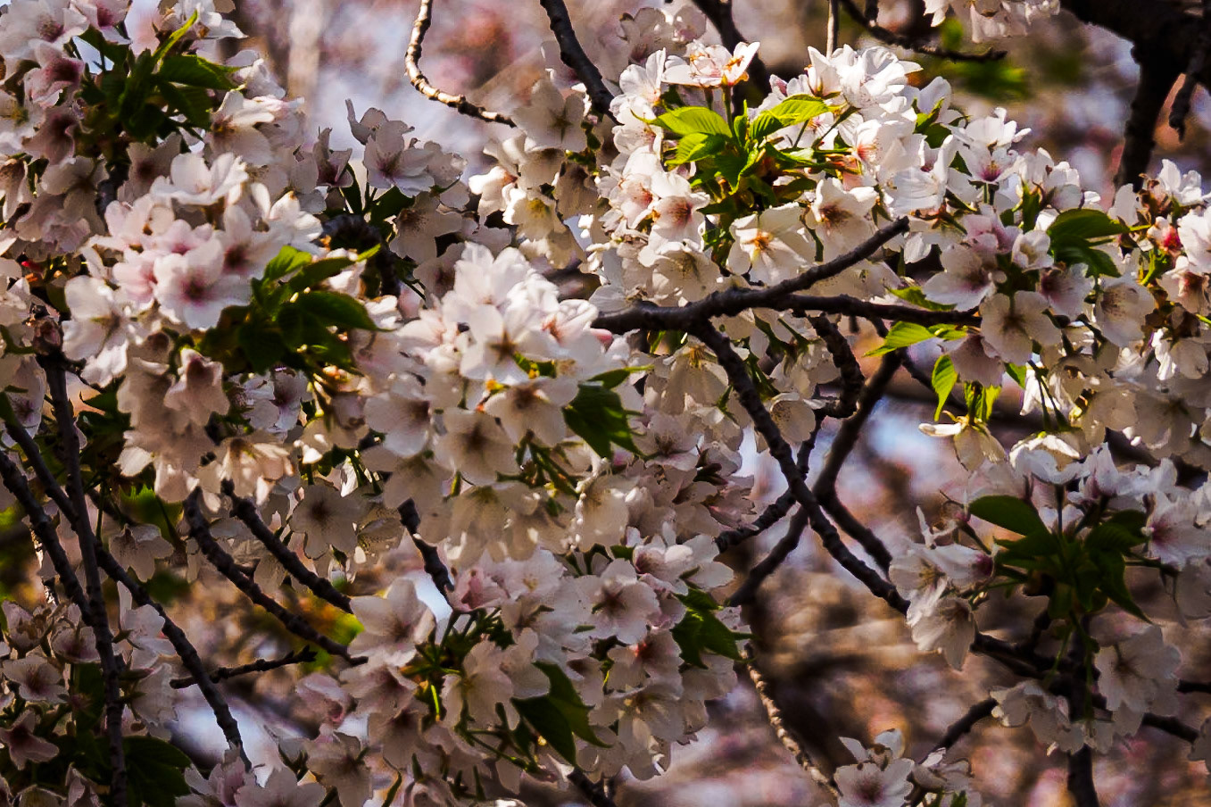 Shinjuku Garden