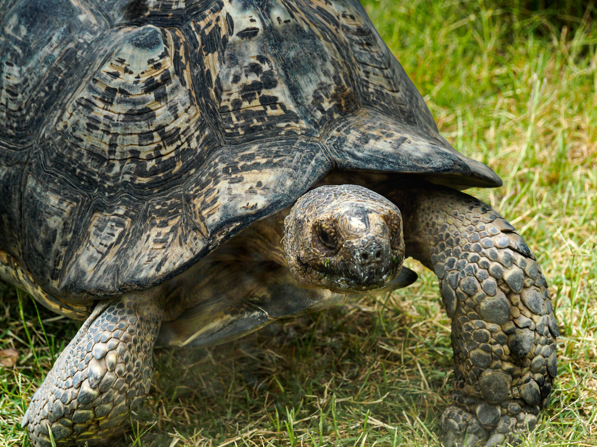 Tortise