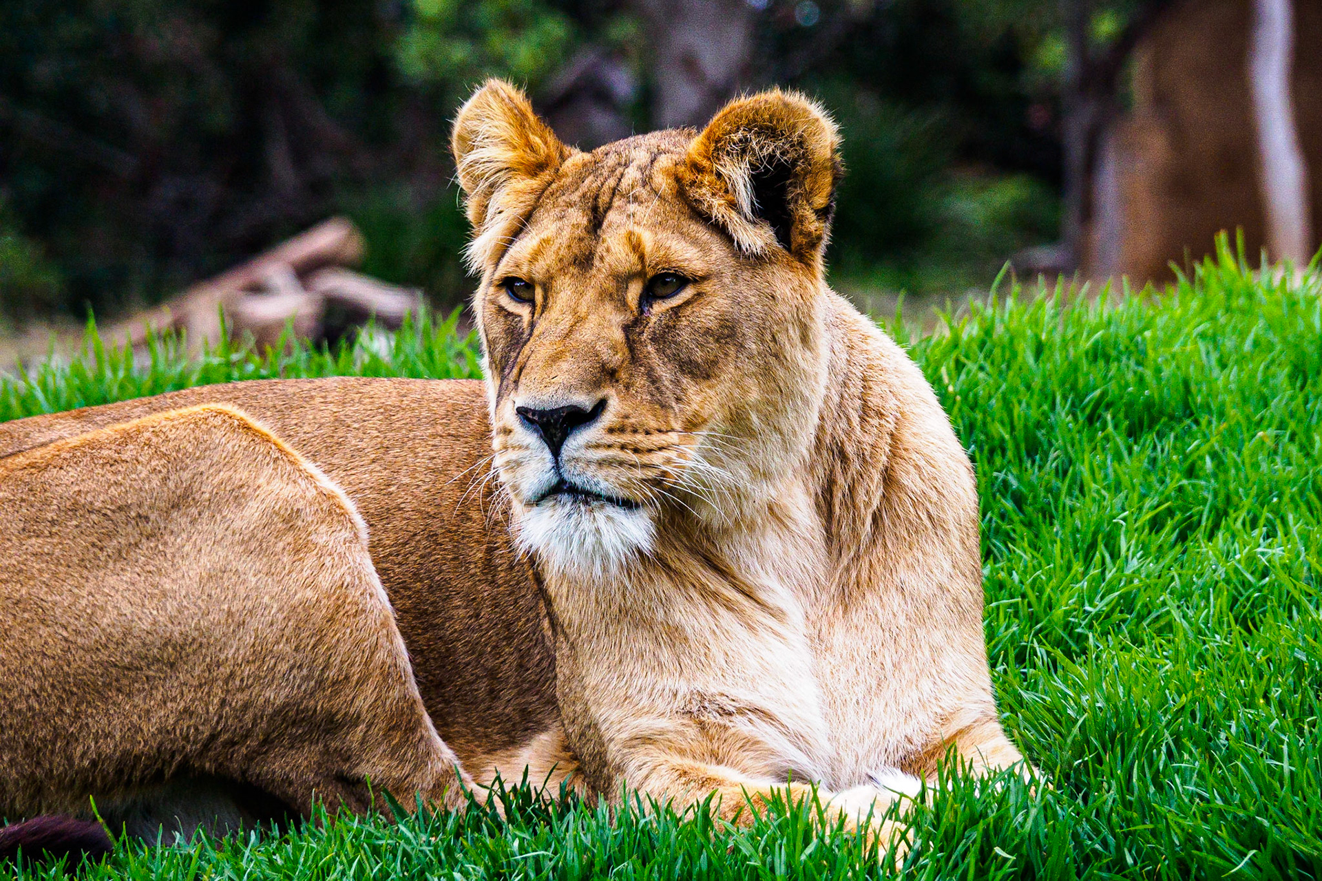 Lion