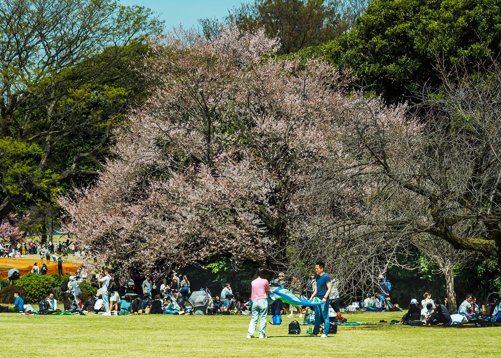 Shinjuku Garden