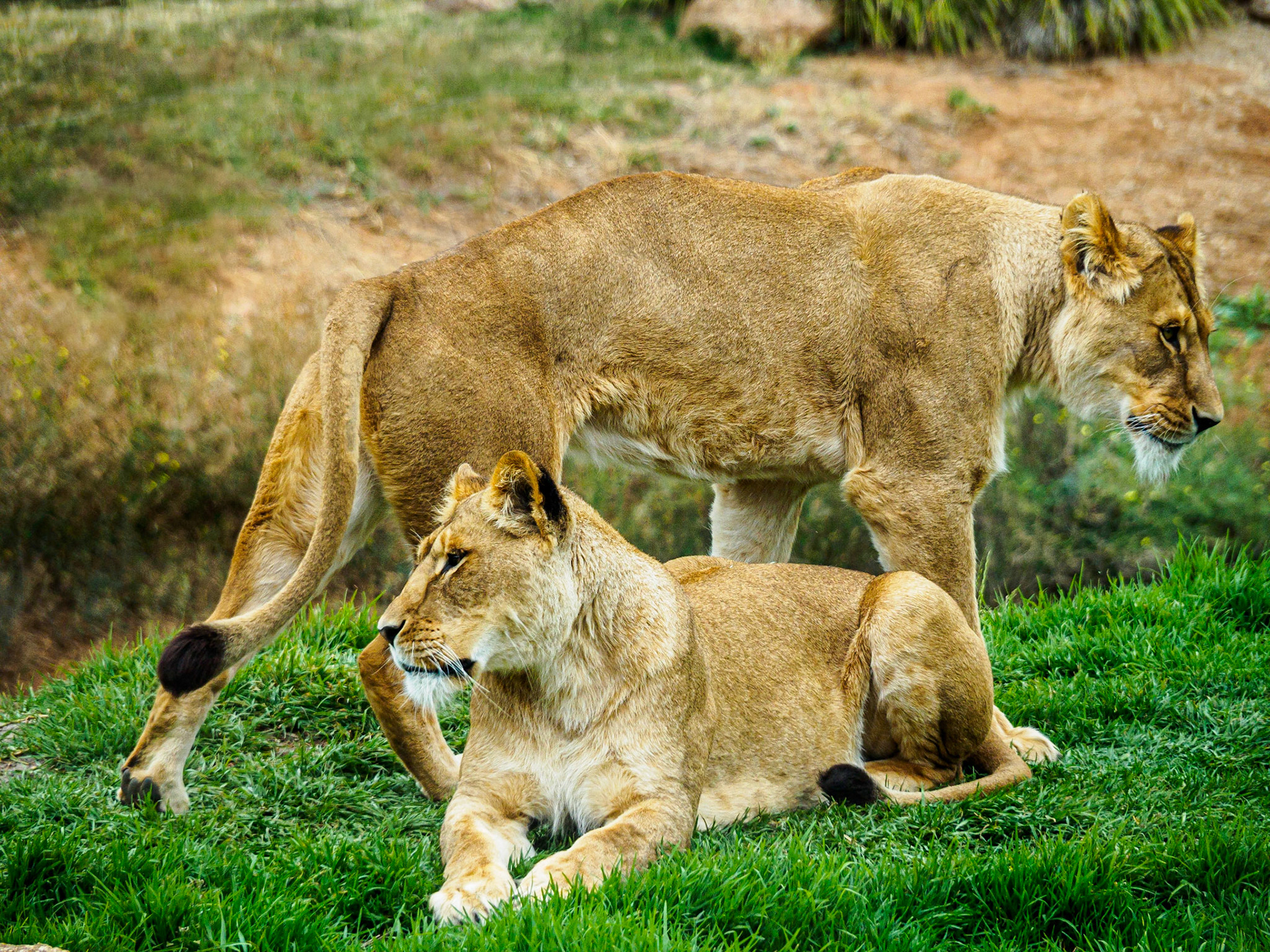 Lion
