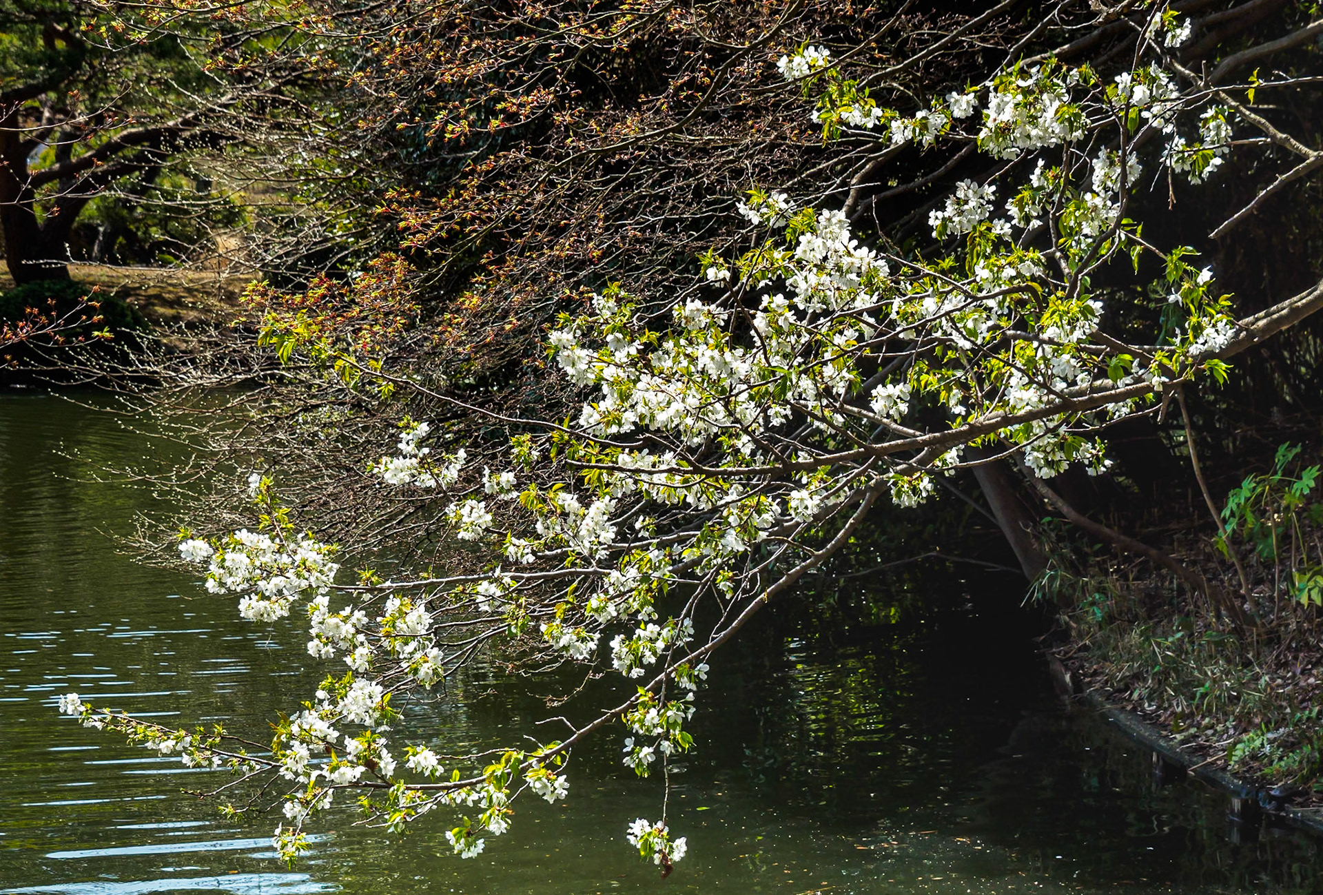 Shinjuku Garden