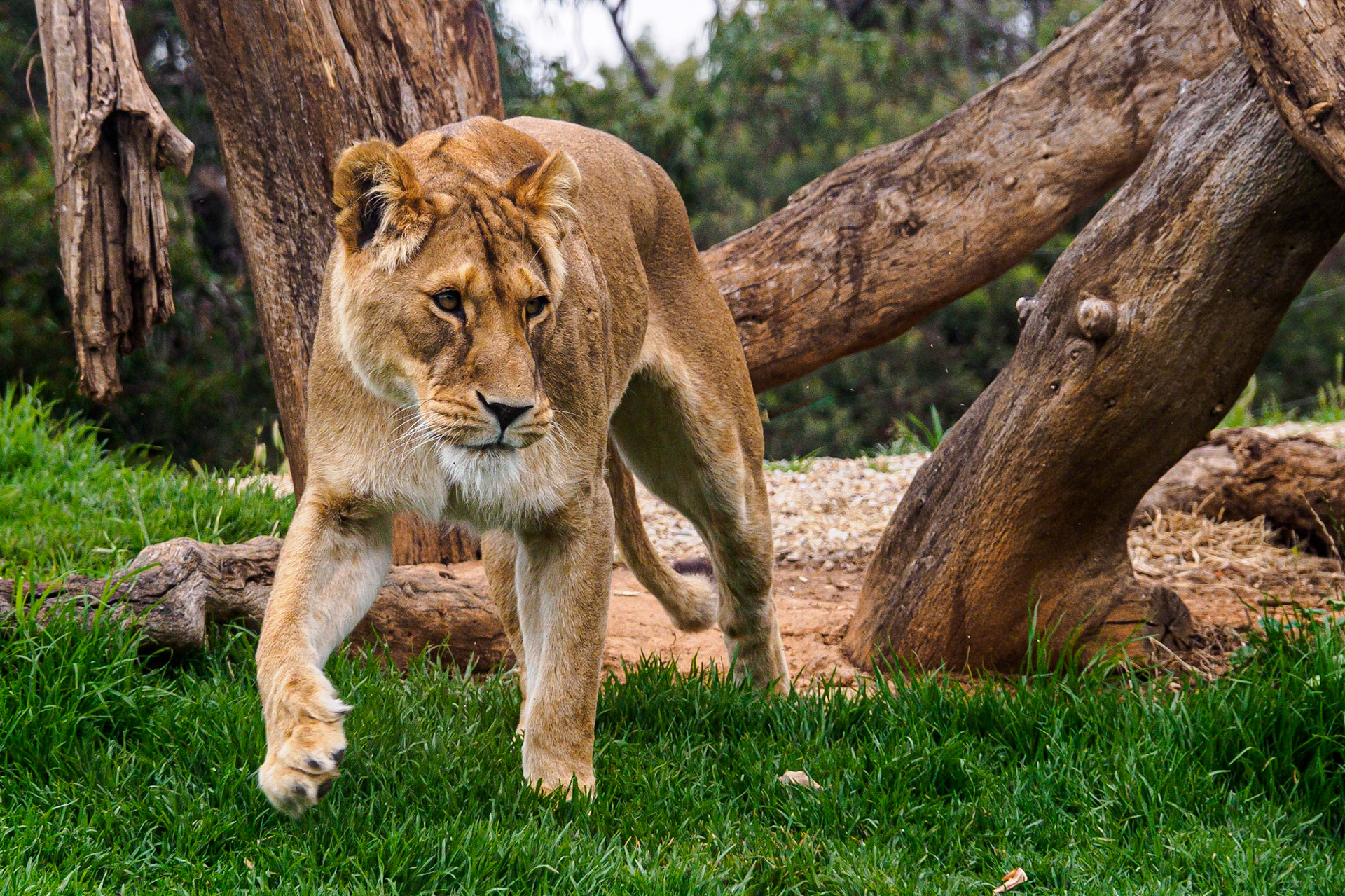 Lion