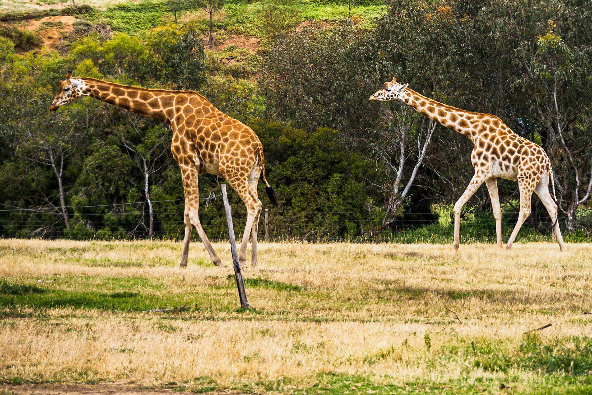 Giraffe