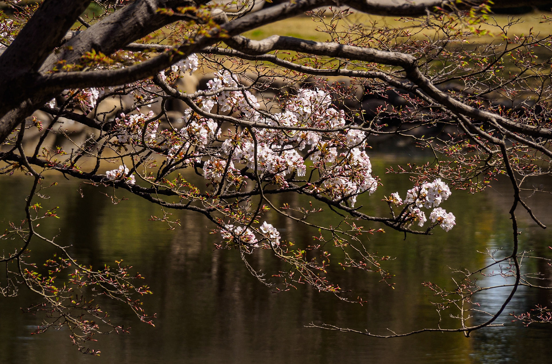 Shinjuku Garden
