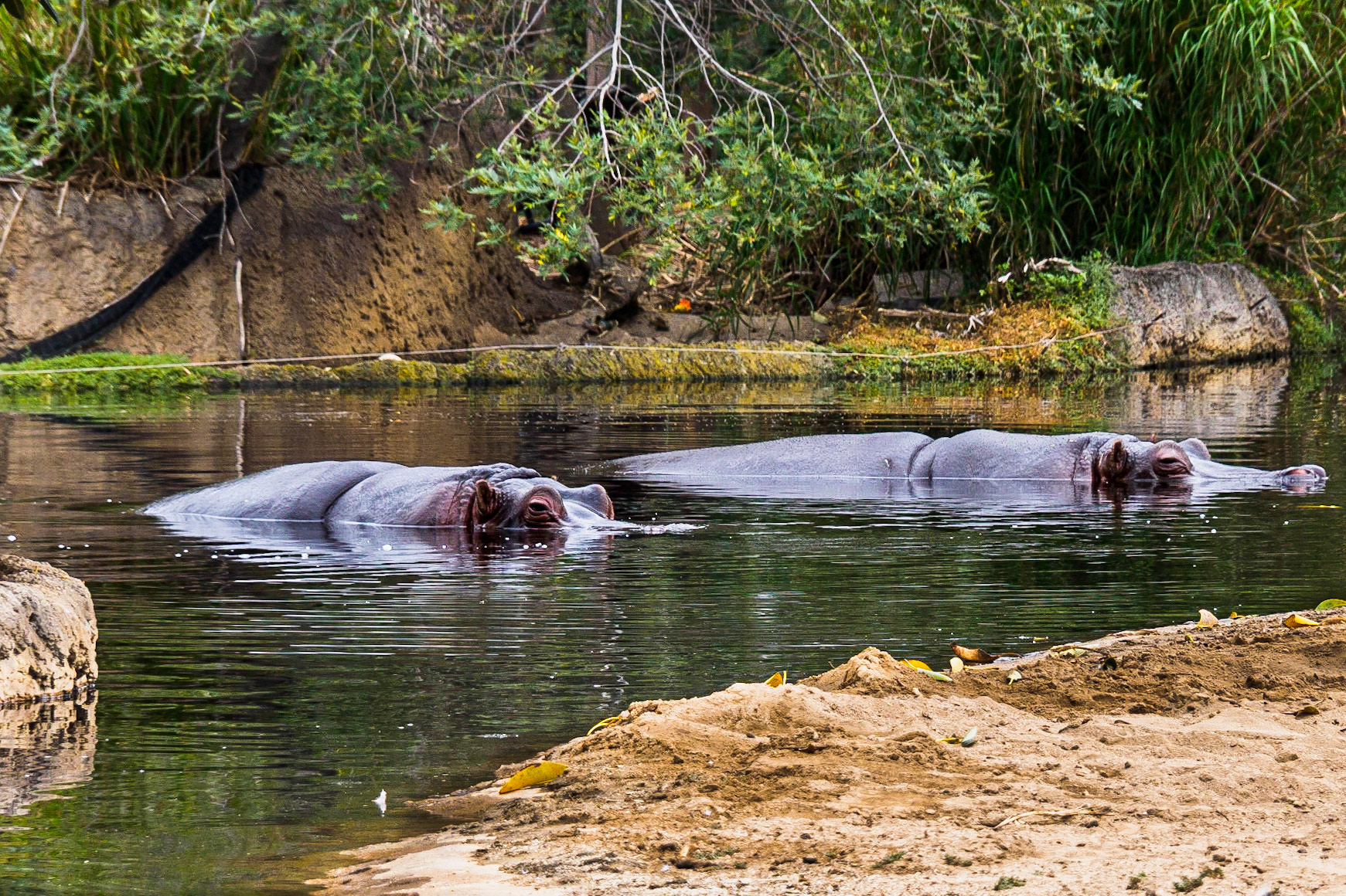 Hippo