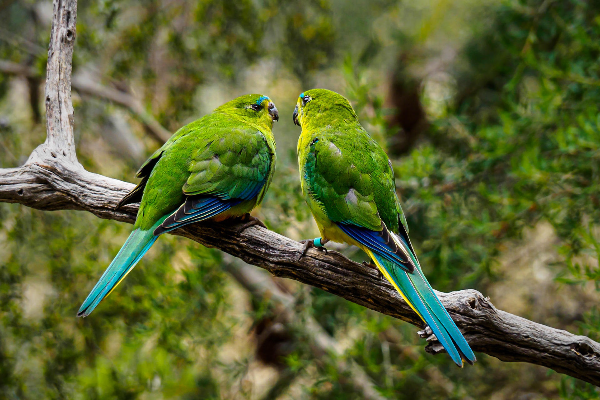 Yellow Brested Parrot