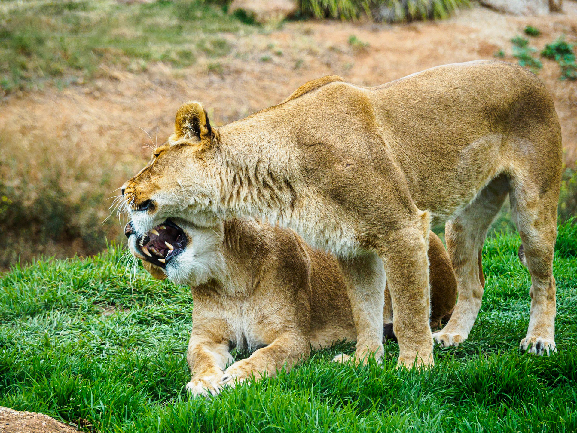 Lion