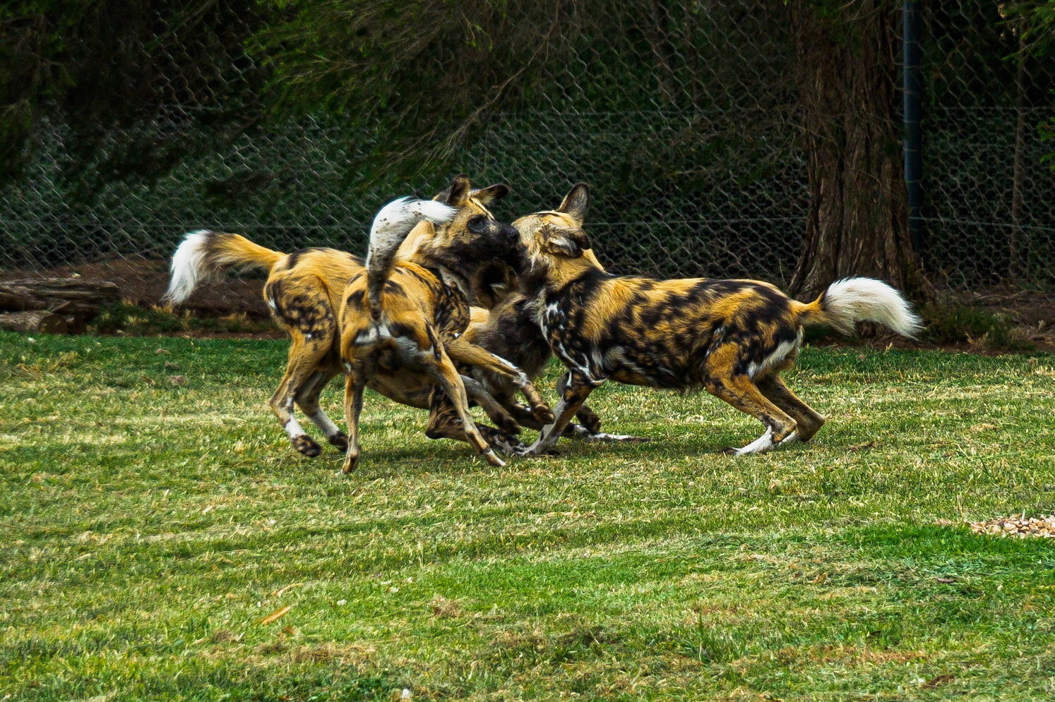 African Wild Dog