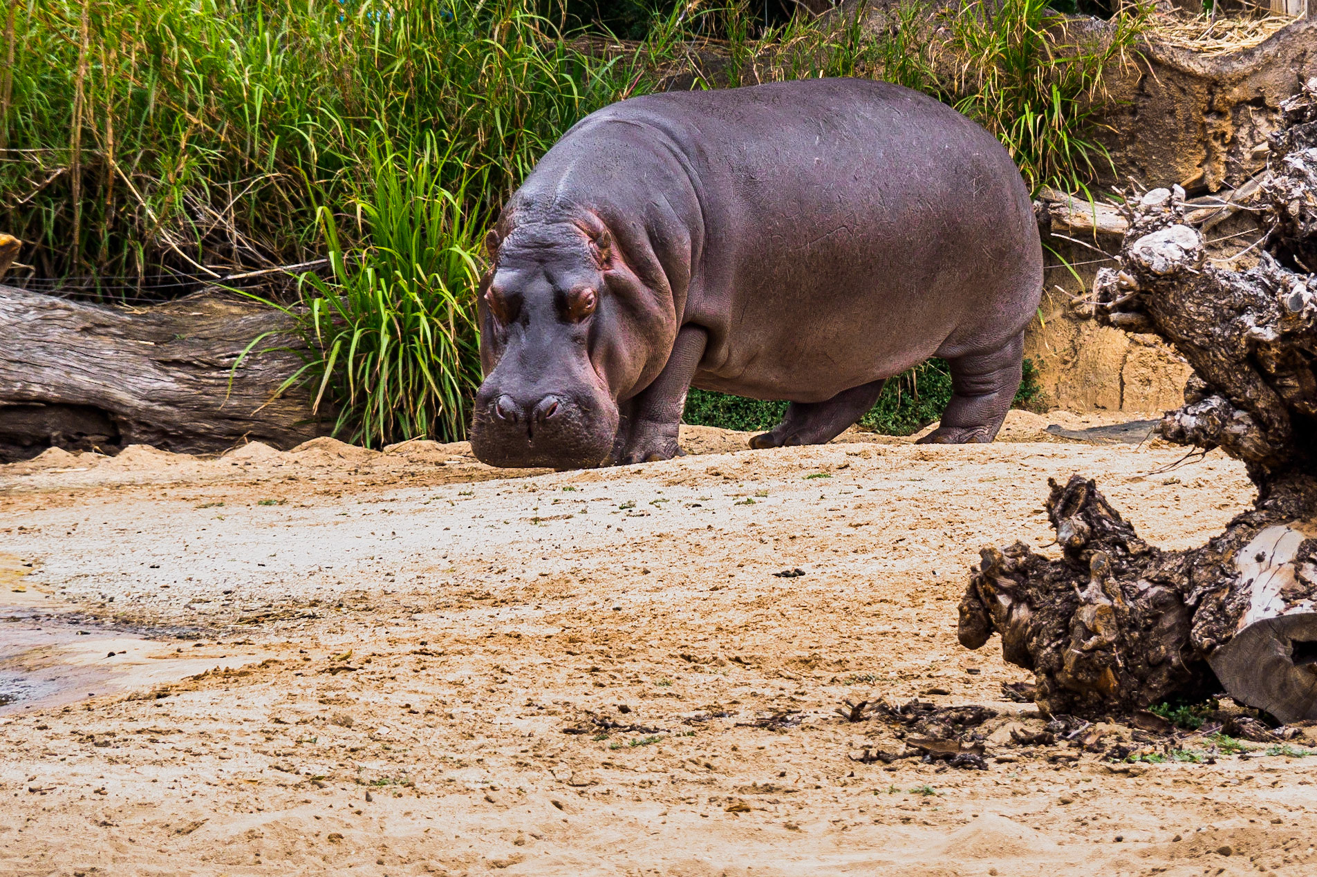 Hippo