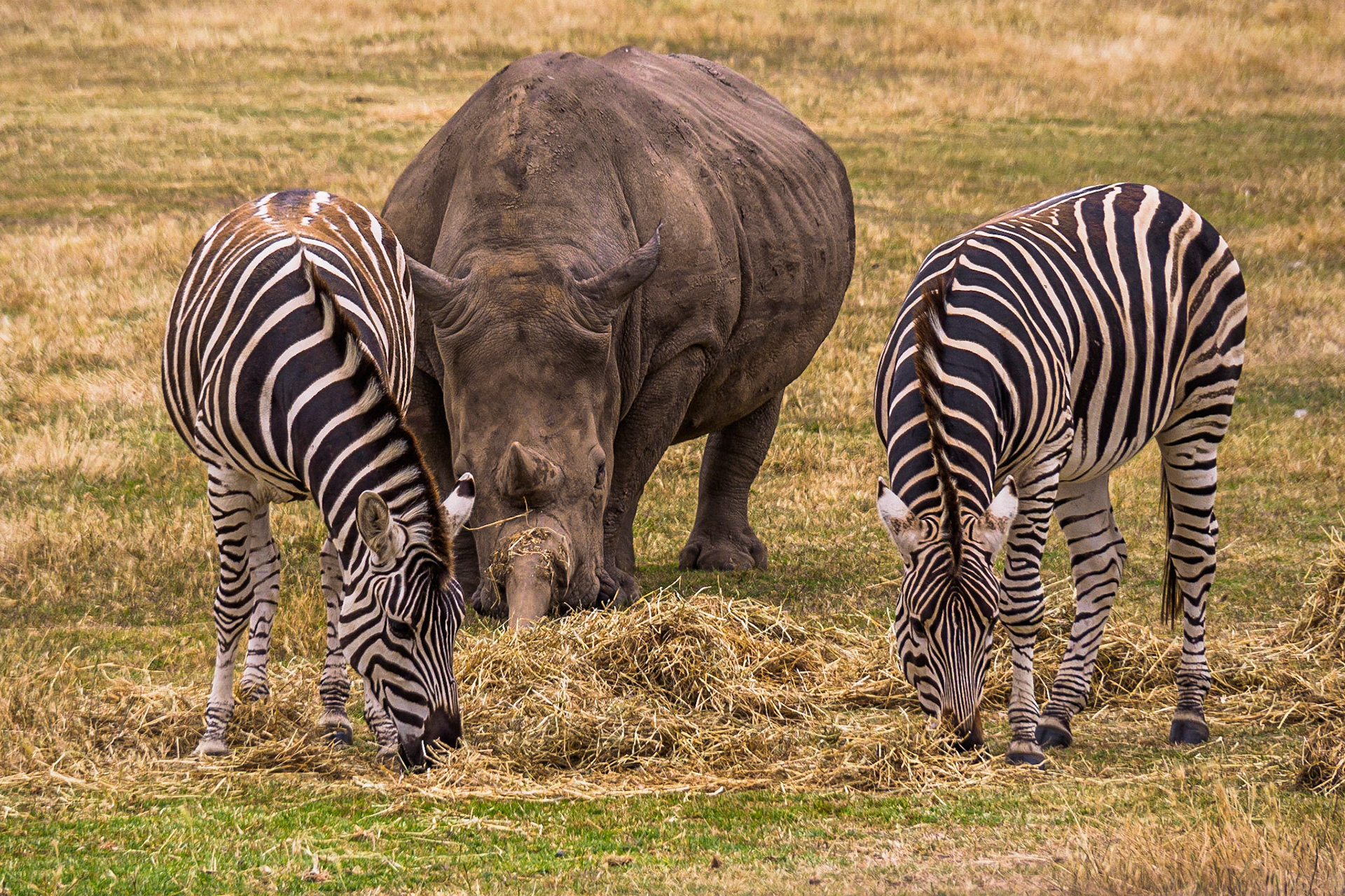 Rhino and Zebra