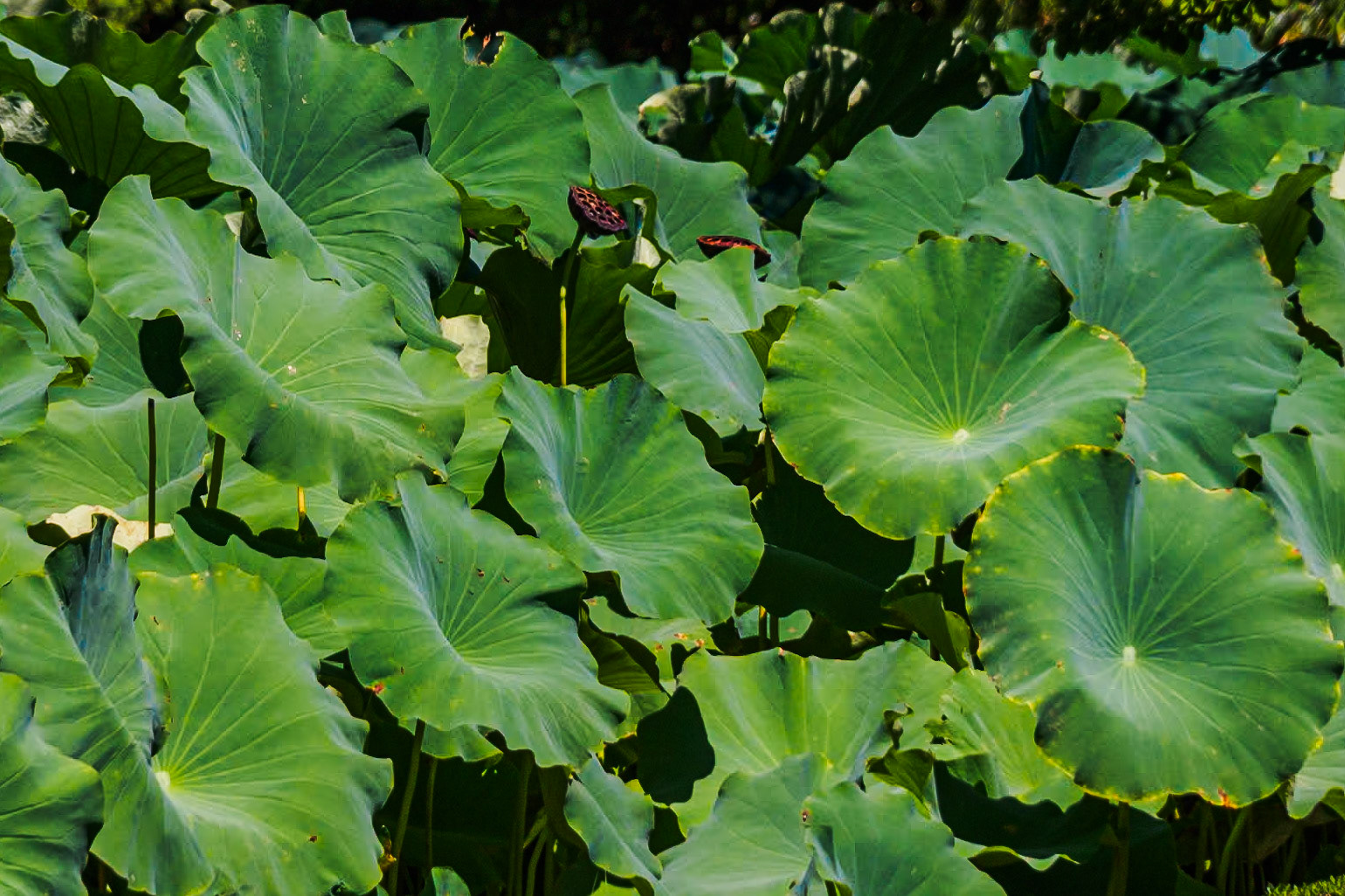Lotus Pond