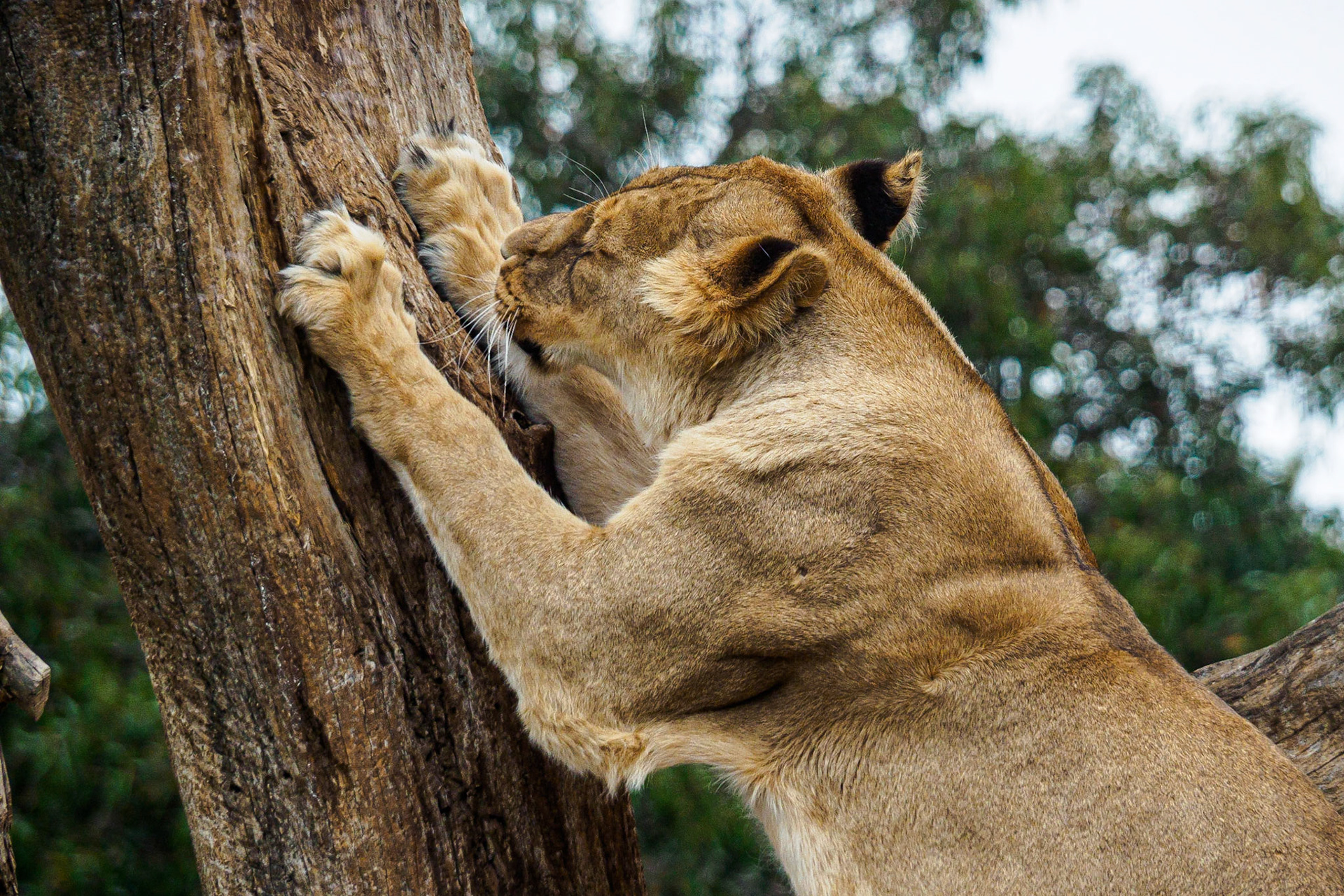 Lion
