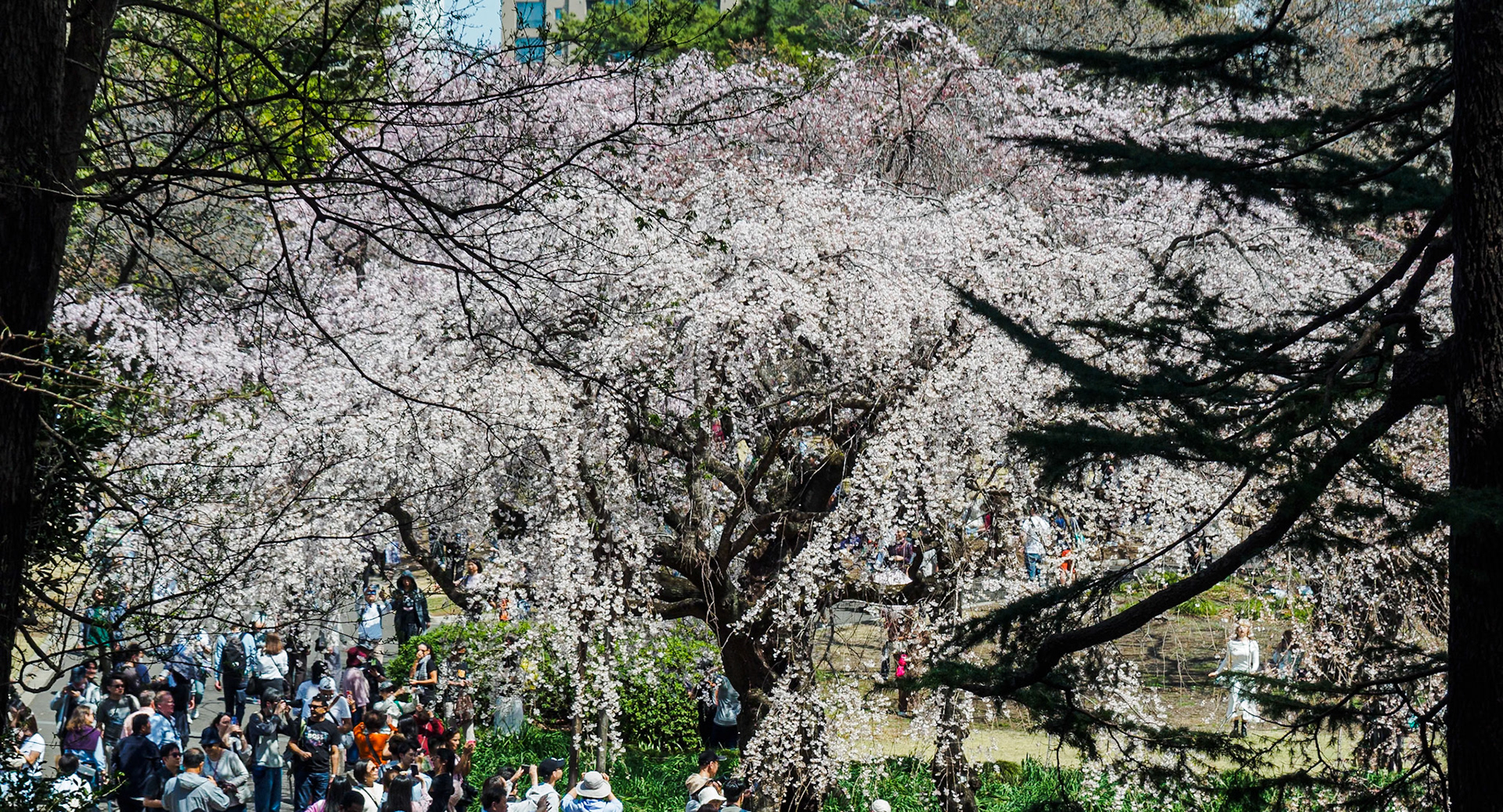 Shinjuku Garden