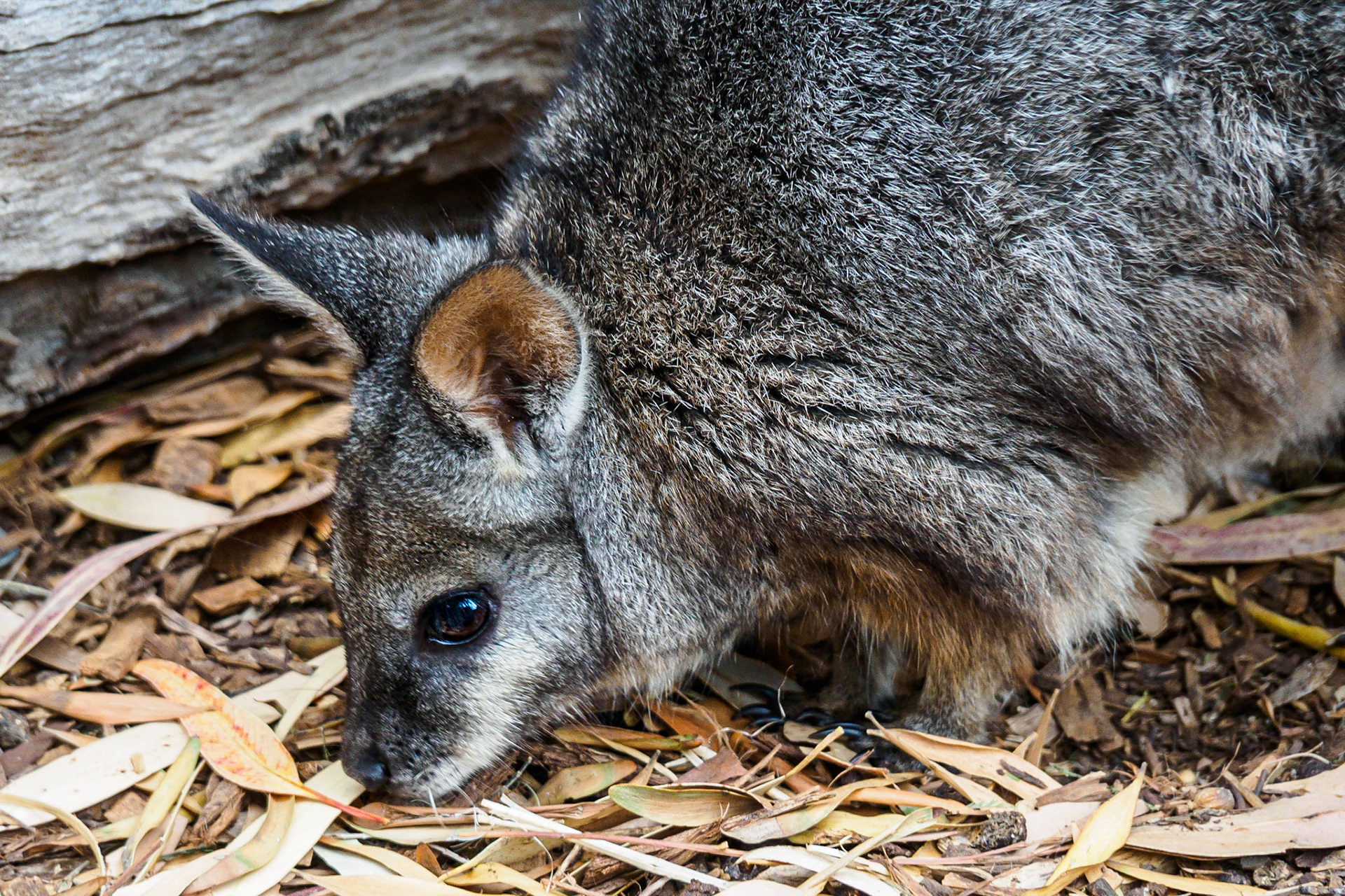 Rock Wallaby